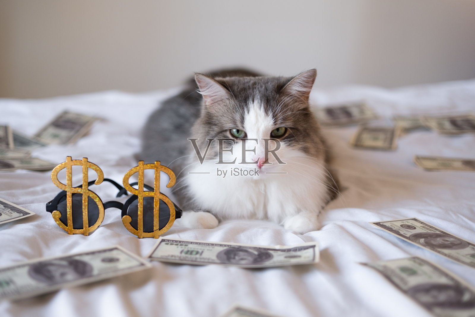 一只灰色的猫躺在床上,手里拿着钱和美元形状的眼镜。丰富的宠物。有猫和美元的有趣卡片。照片摄影图片