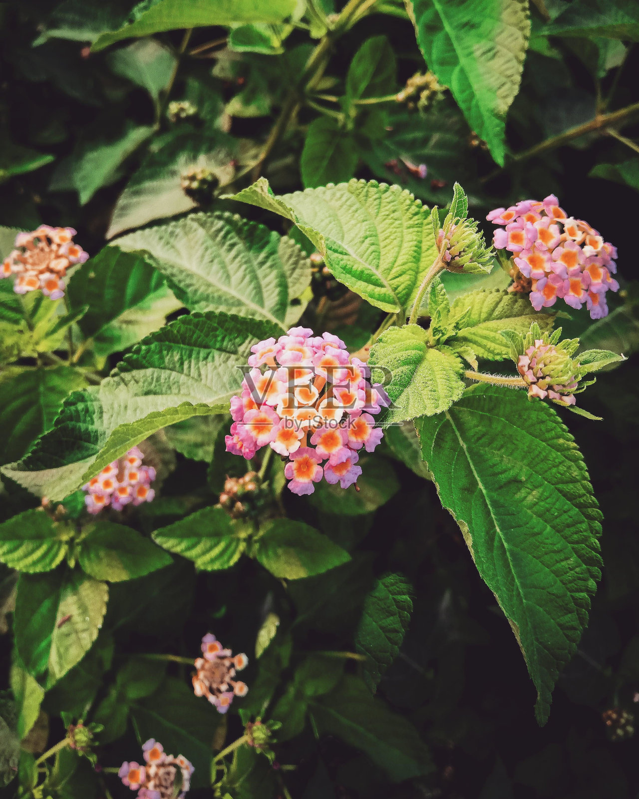 美丽的花朵照片摄影图片