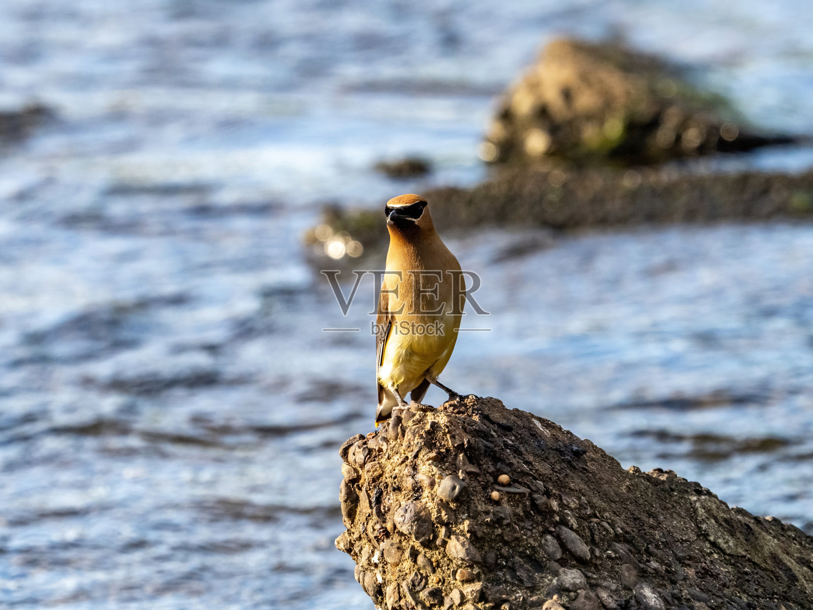 雪松蜡翼在混凝土巨石上照片摄影图片