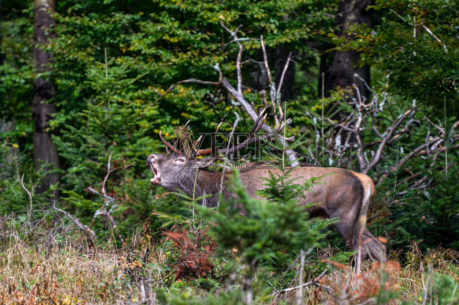 马鹿(cerus elaphus))发情季节的牡鹿。波兰喀尔巴阡的Bieszczady山。照片摄影图片