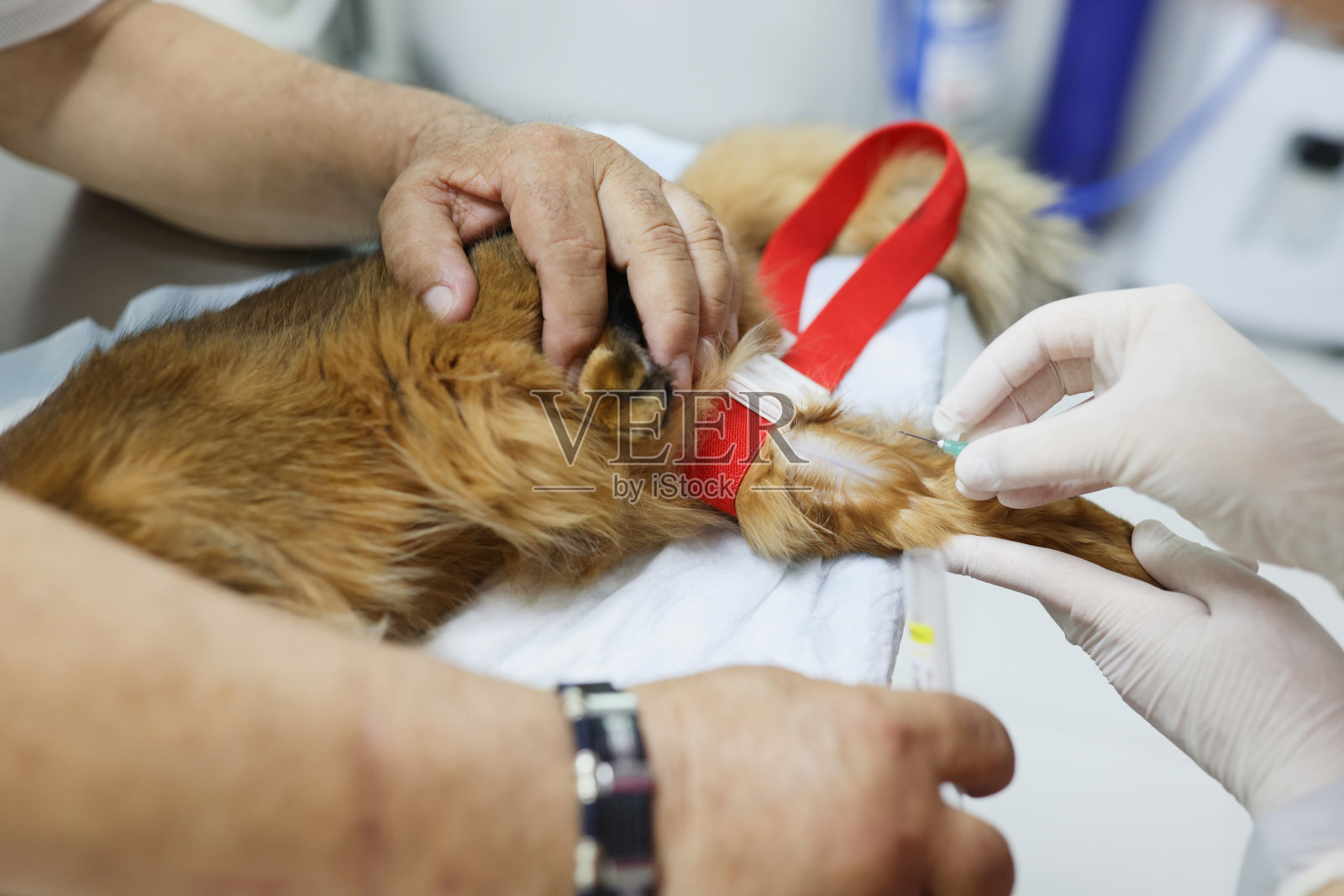 兽医医生在诊所给红猫打针照片摄影图片