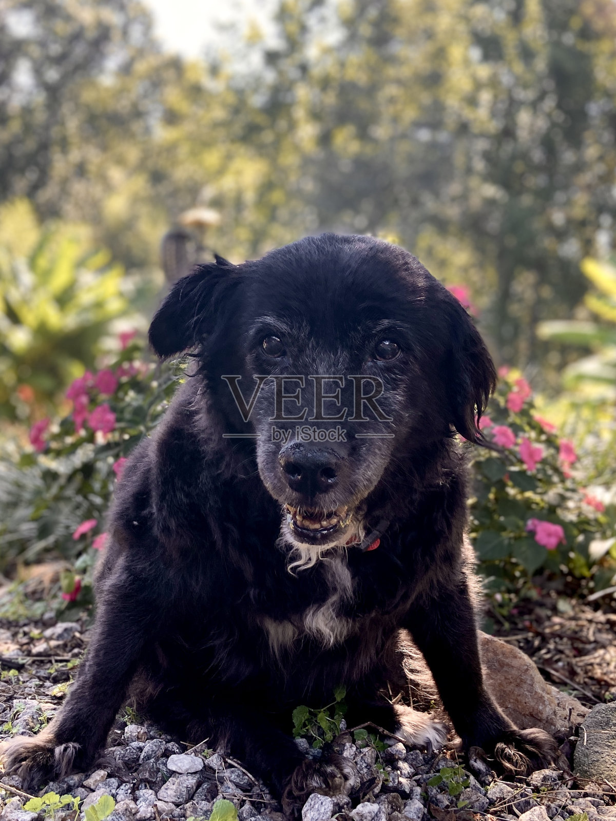 一只年长的混合品种的狗坐在花园区域看相机照片摄影图片