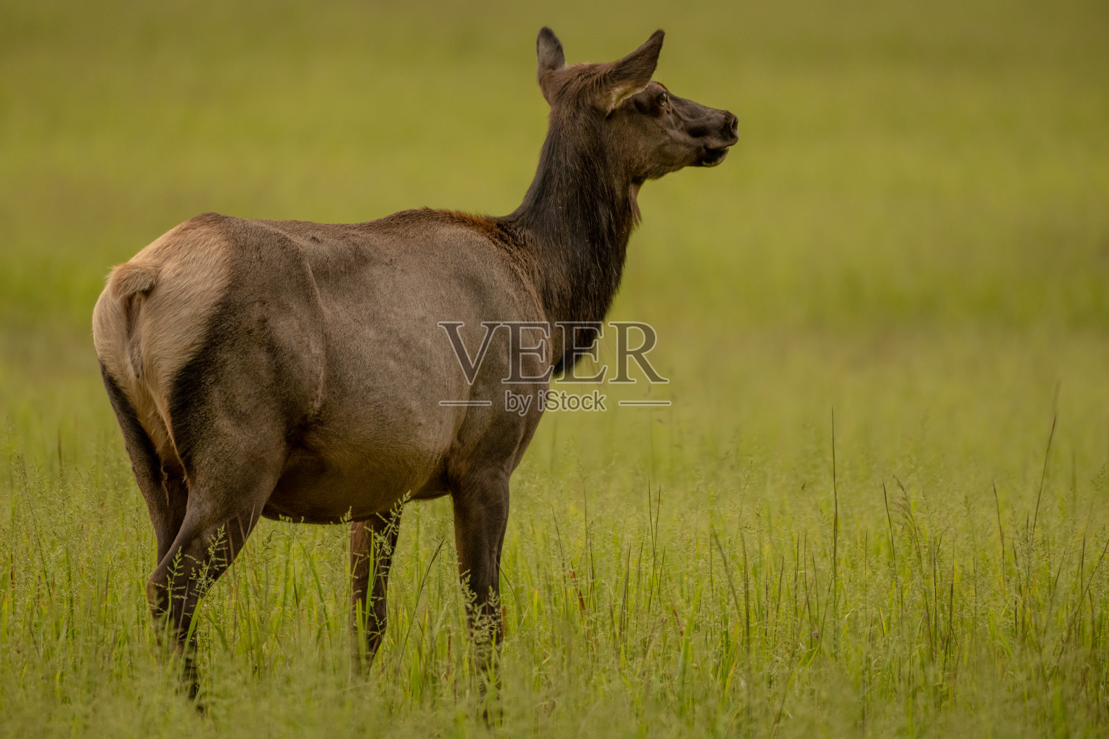 牛麋鹿站在草地上,望向远方照片摄影图片