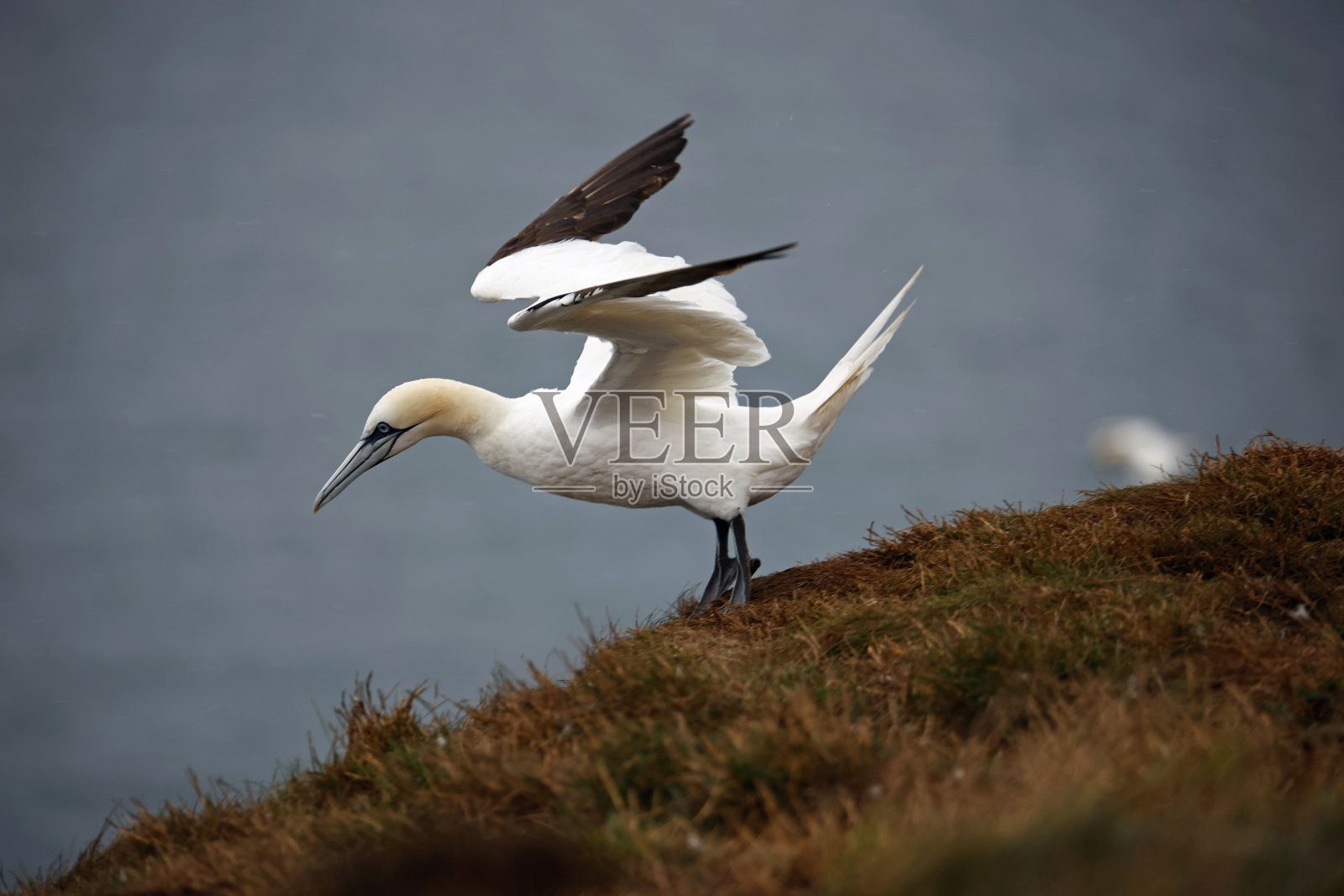约克郡悬崖顶上的北塘鹅照片摄影图片