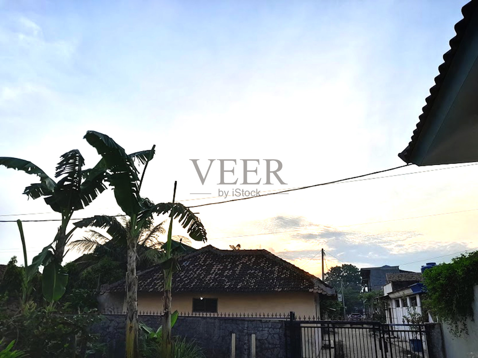 香蕉树照片摄影图片