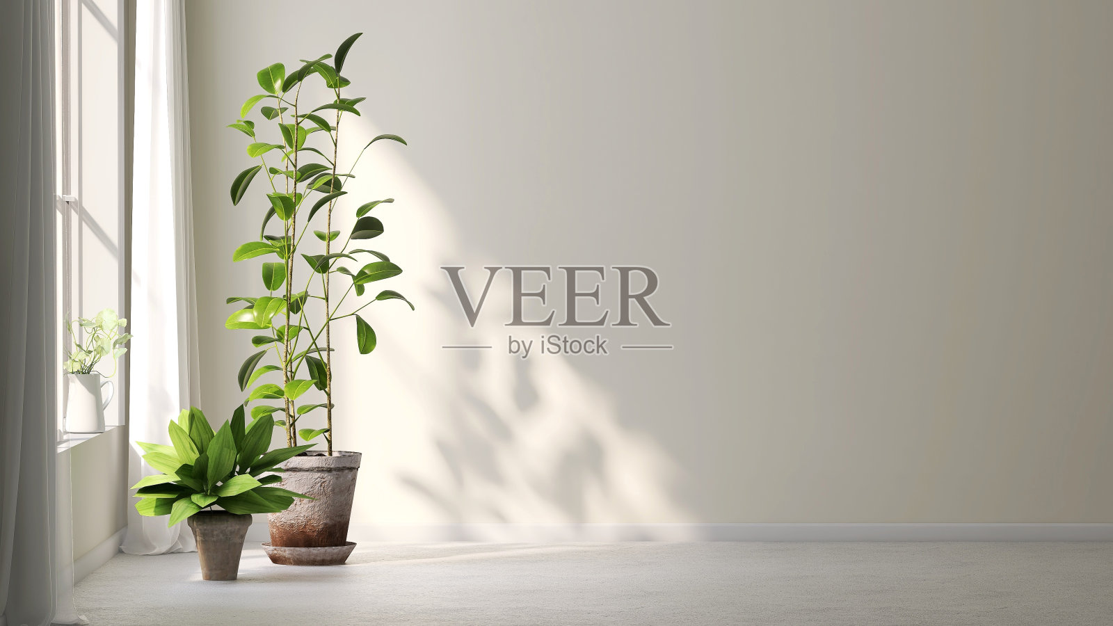 各种绿色热带多汁的室内植物和树木在白色墙壁的房间与阳光从窗户照片摄影图片