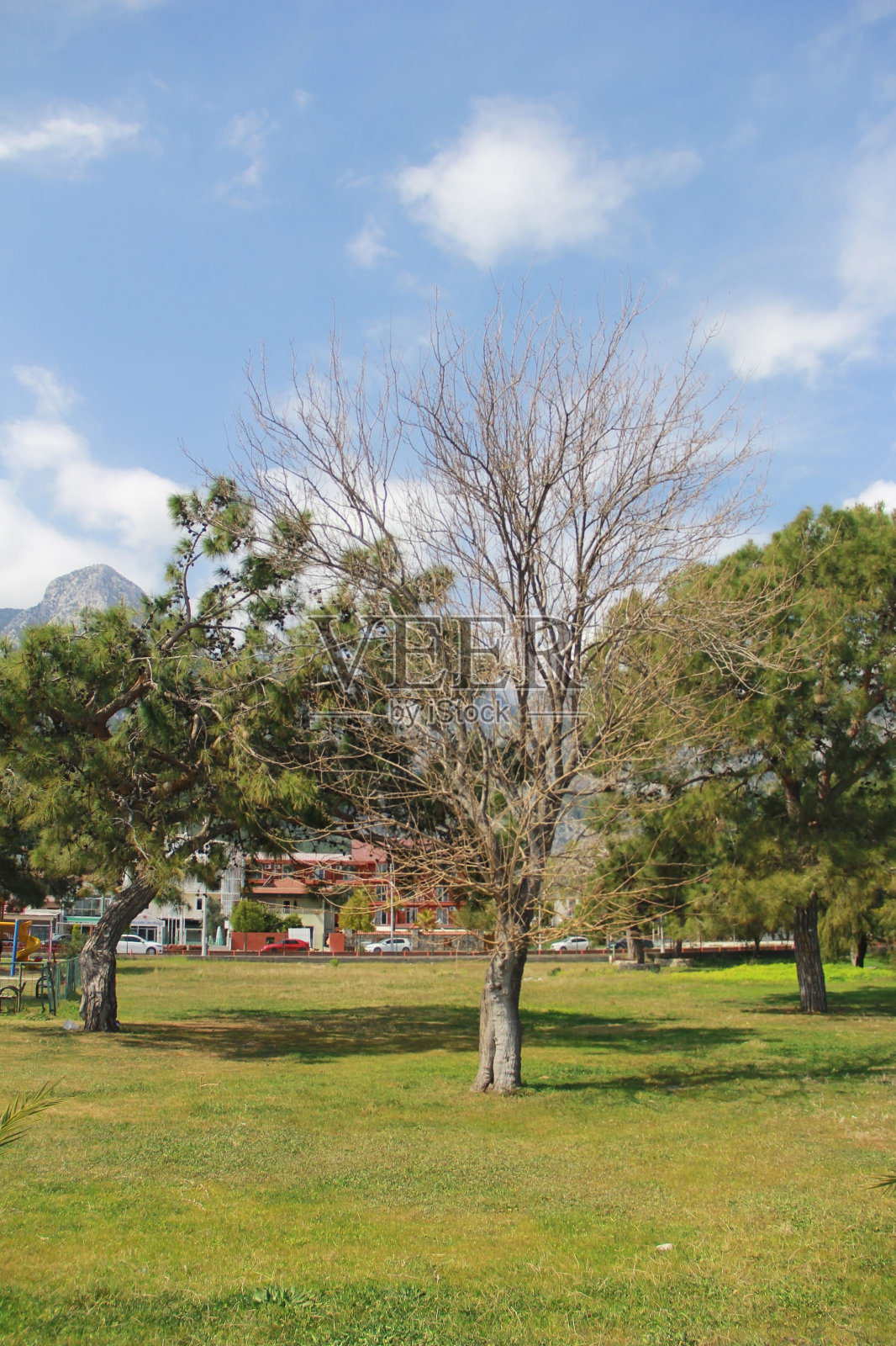 秋天的风景,以树为背景的蓝天和山照片摄影图片