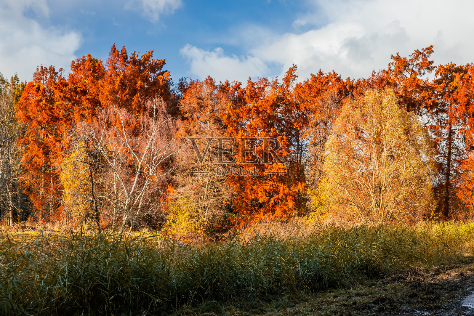 秋天的森林,五颜六色的树照片摄影图片