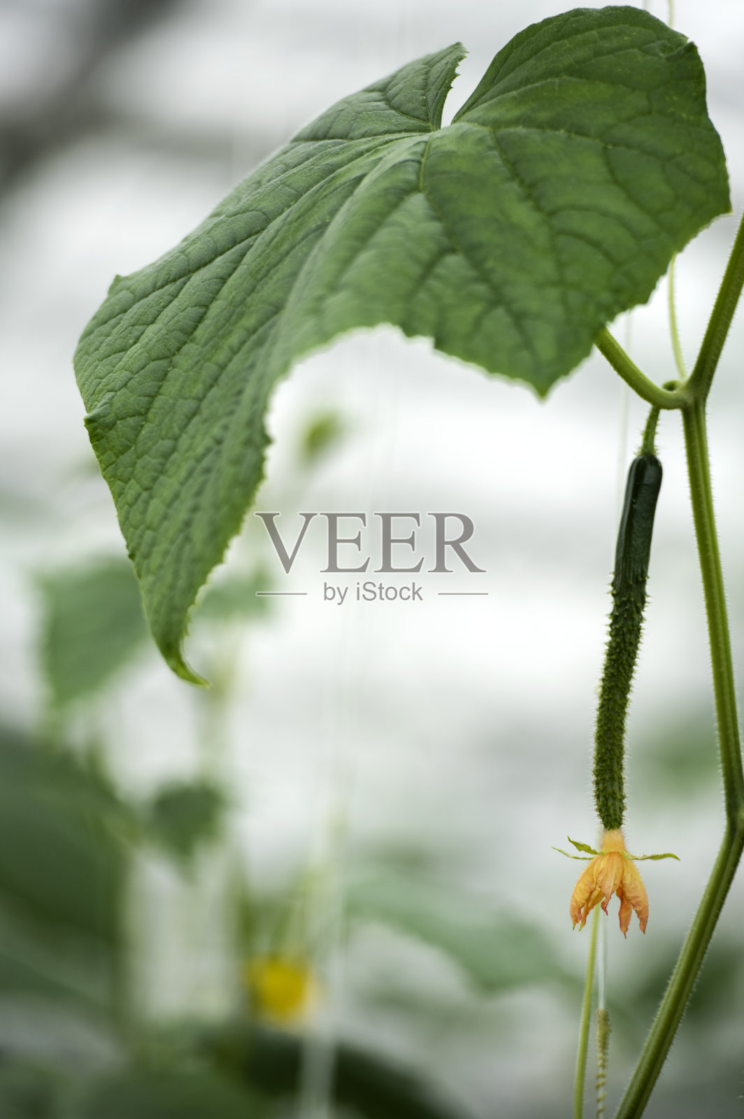 绿色有机蔬菜种植照片摄影图片