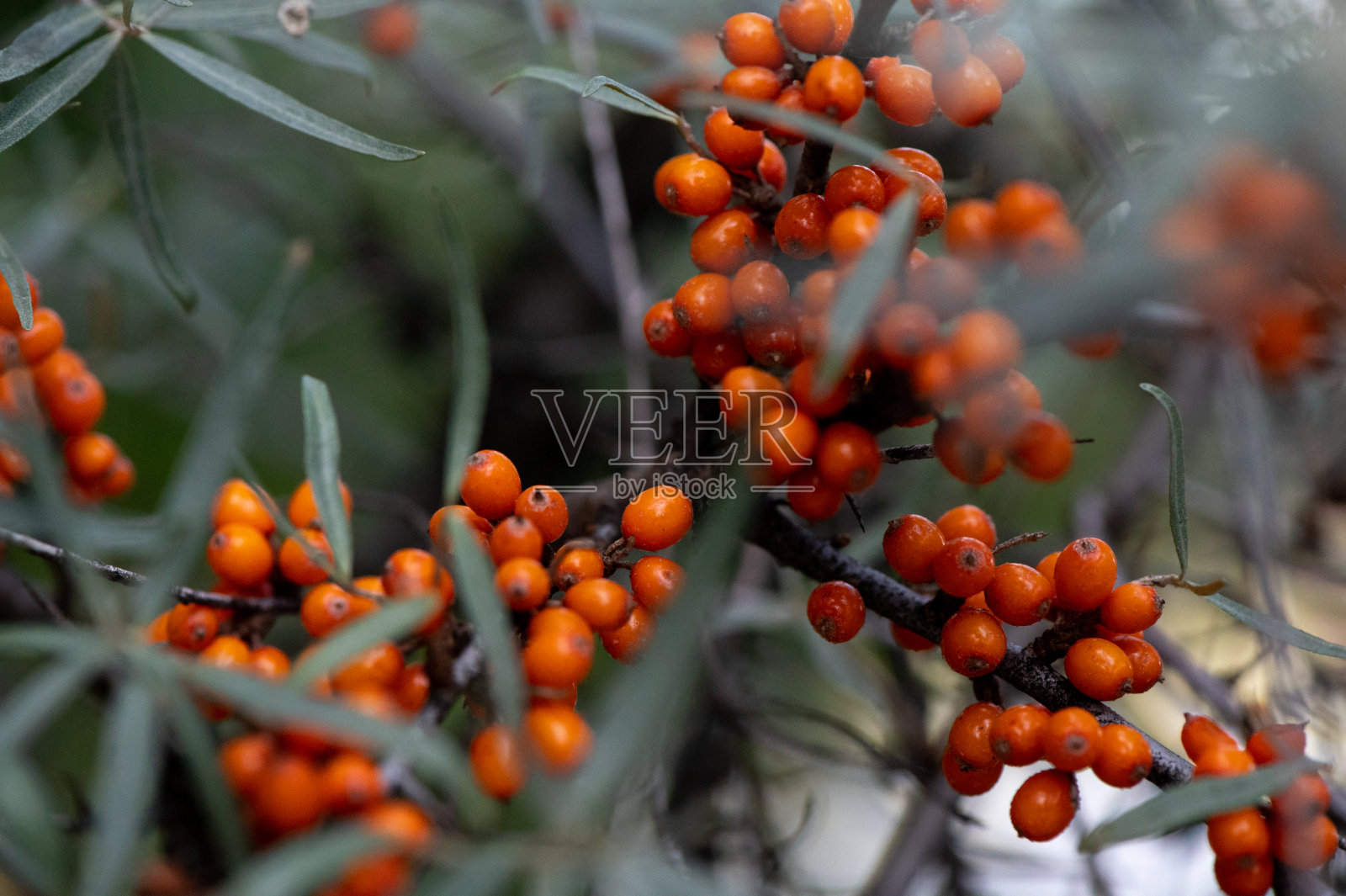 秋天的沙棘浆果照片摄影图片