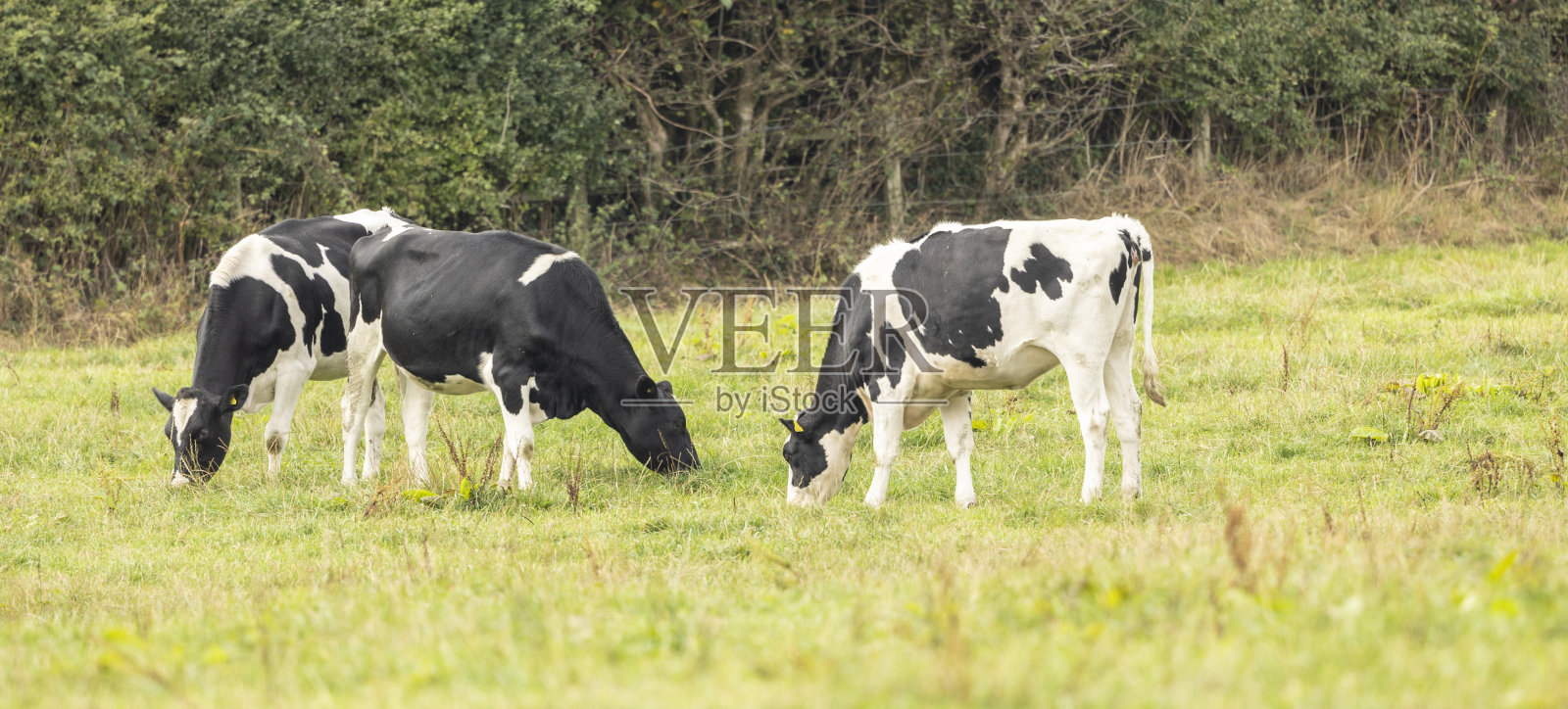 在新鲜草地上吃草的荷斯坦弗里斯西亚牛照片摄影图片