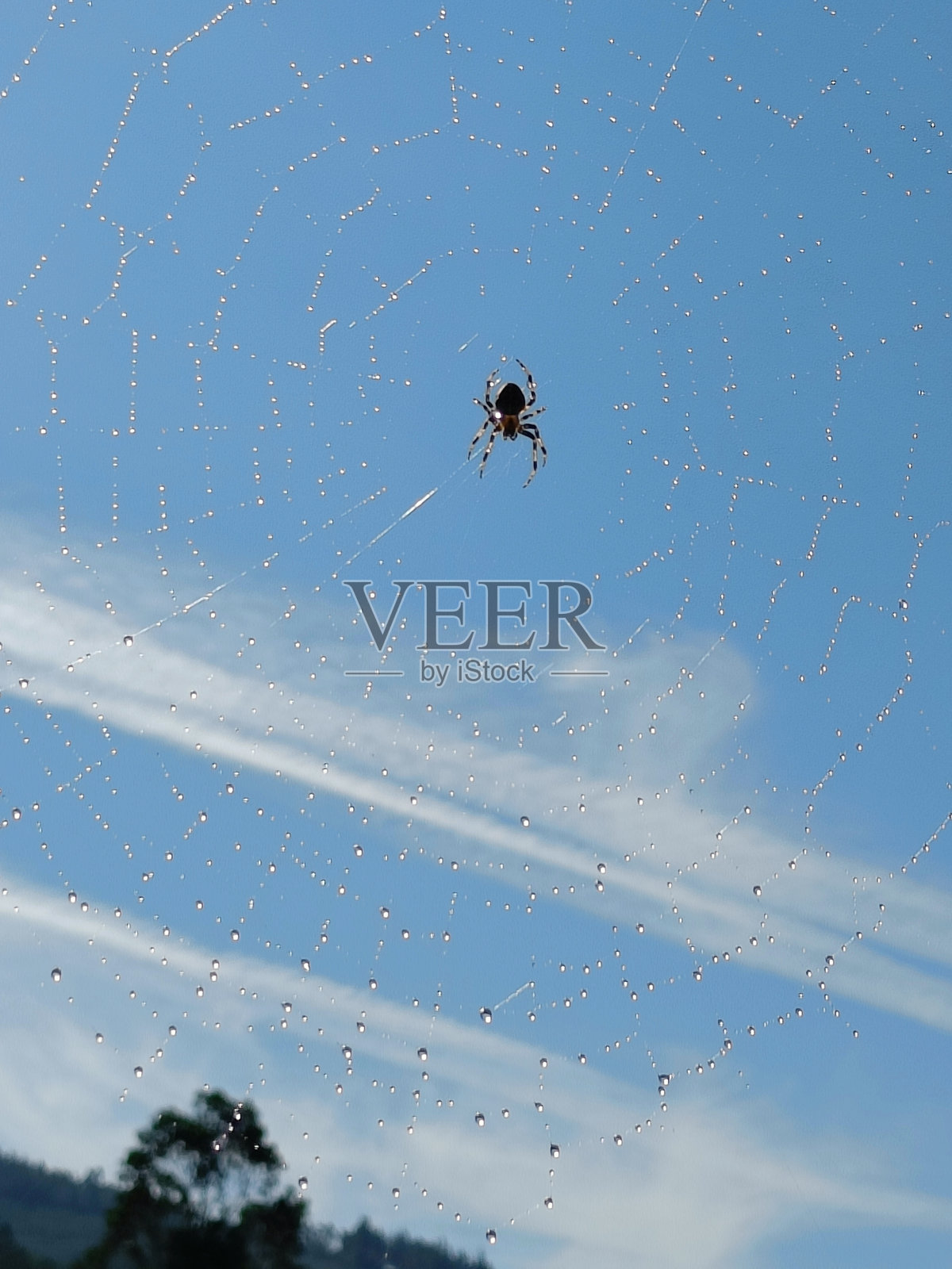 蜘蛛照片摄影图片