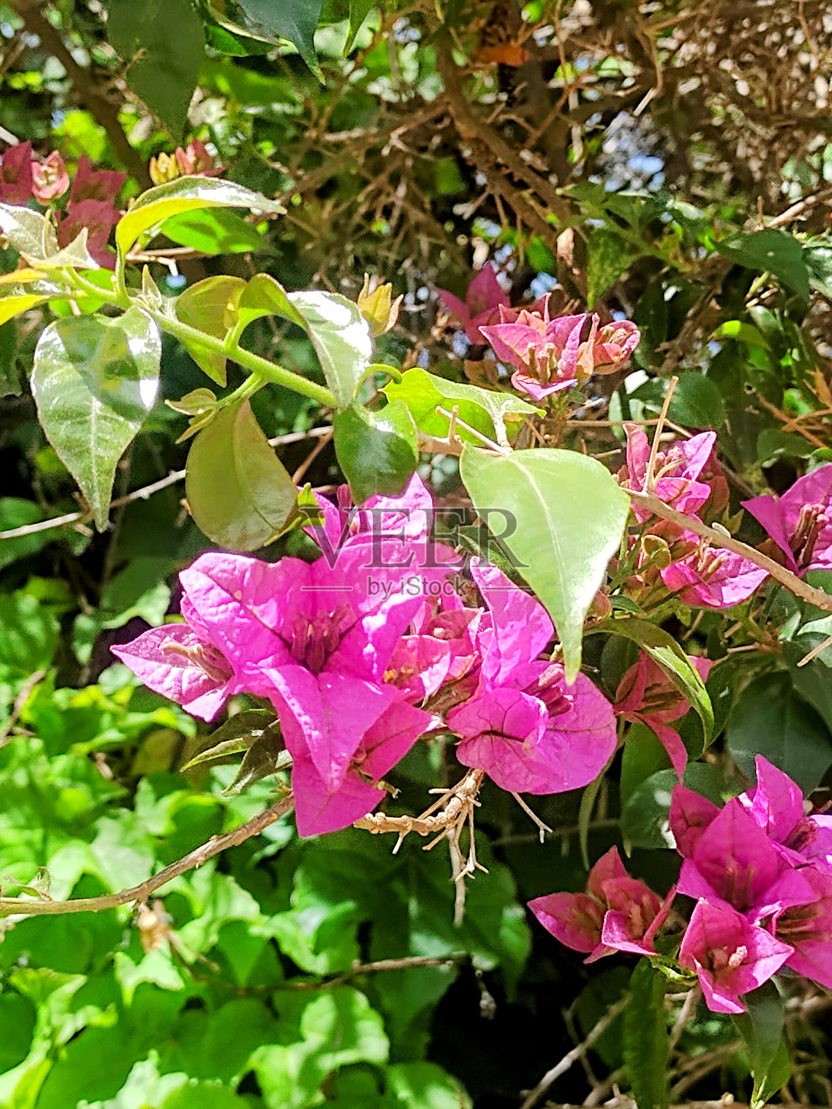 粉红色开花植物特写镜头照片摄影图片
