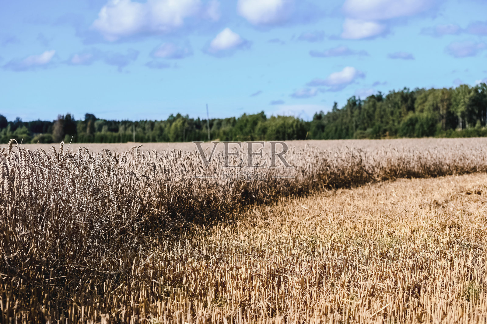 在阴云密布的天空下,夏天种有成熟黑麦或小麦的田野。现代农业照片摄影图片