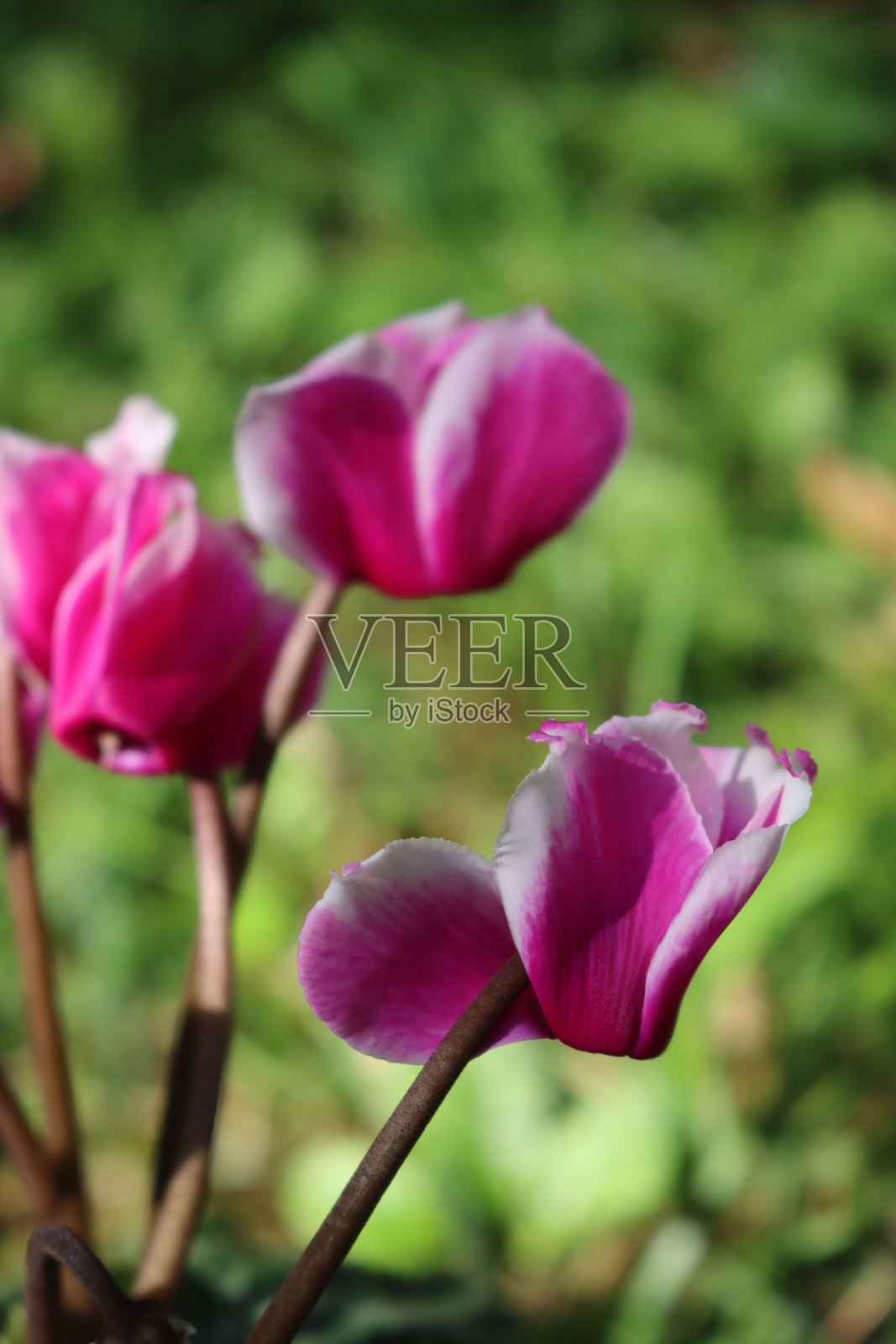 粉色和白色的仙客来花特写照片摄影图片