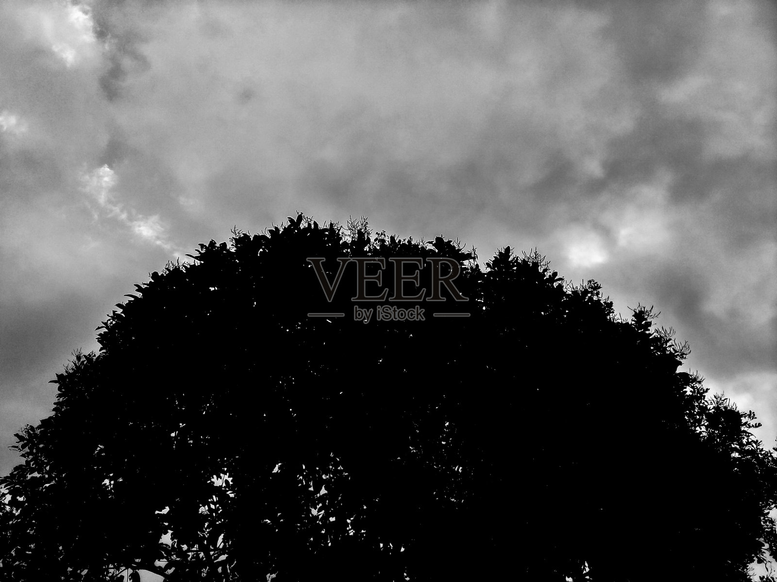 树木和晴朗的天空照片摄影图片