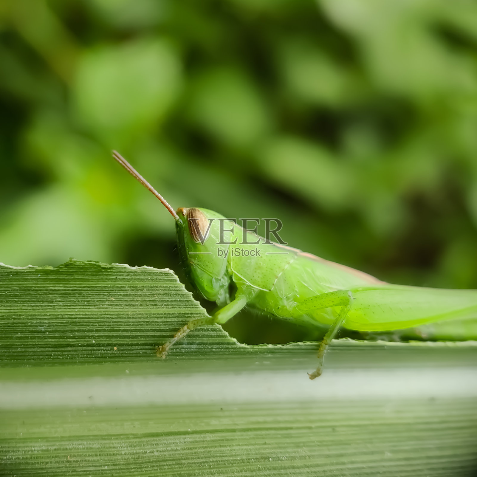 乔尔蒂普斯照片摄影图片