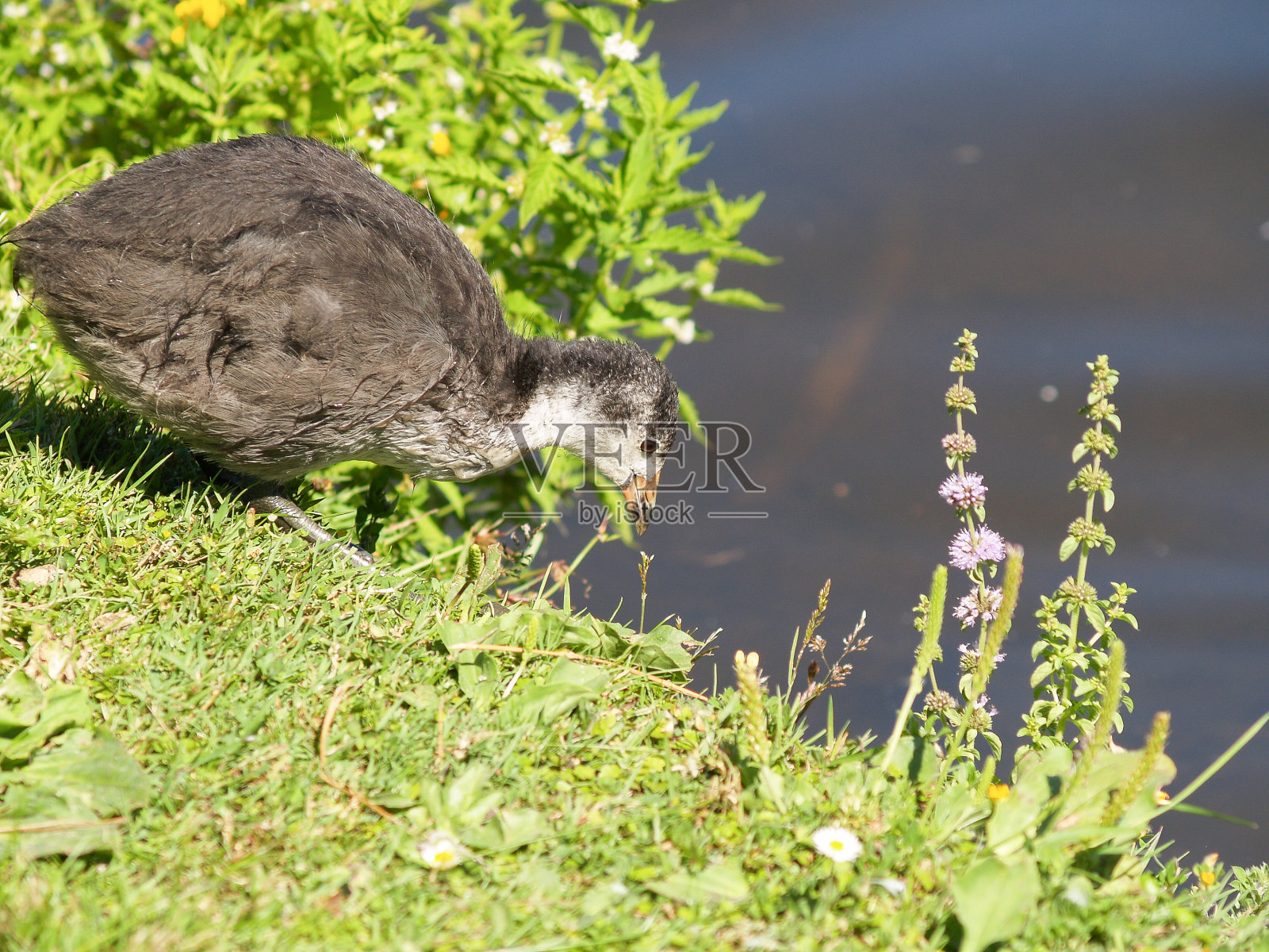 在沼泽边缘啃食的幼崽。照片摄影图片