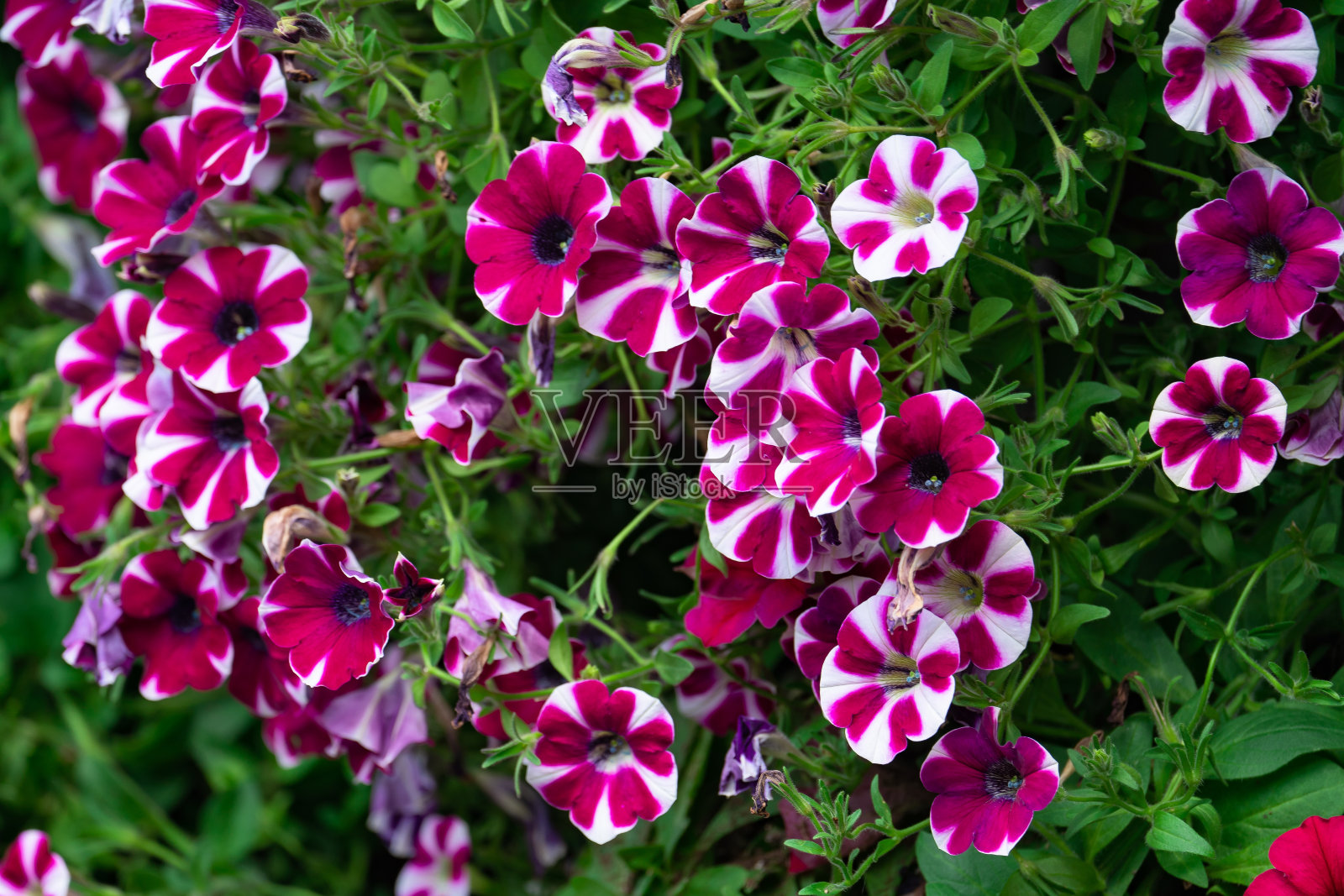 花卉背景,盛开的彩色茂盛的矮牵牛花灌木在花坛,阳光明媚的日子照片摄影图片