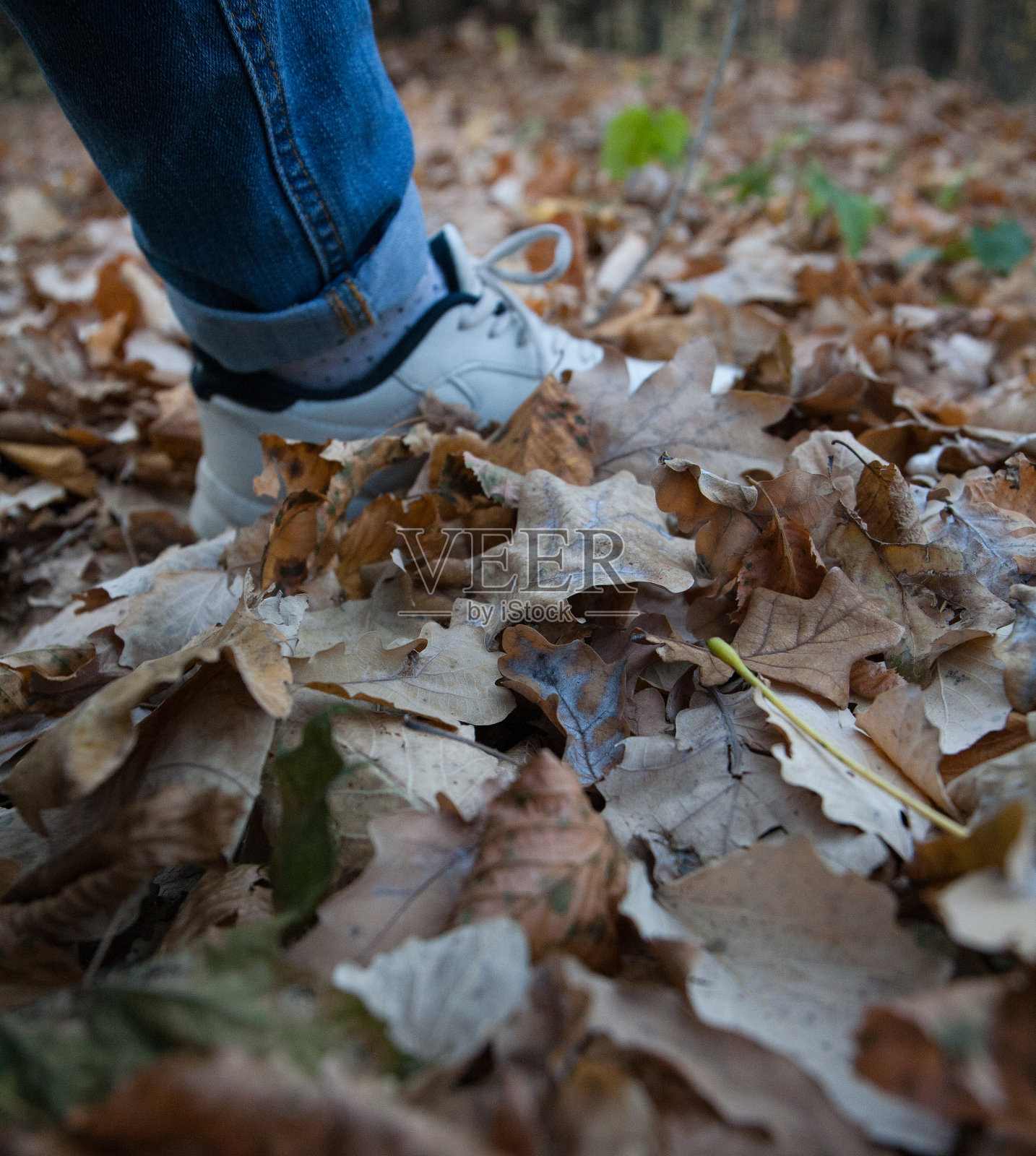 一个女人的脚走在秋天的黄叶上。健康的生活方式,徒步旅行。照片摄影图片