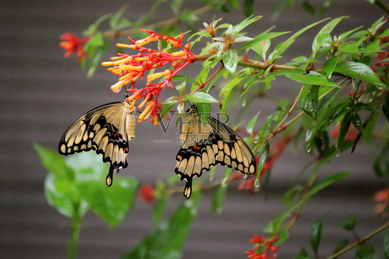 分享一个分支照片摄影图片