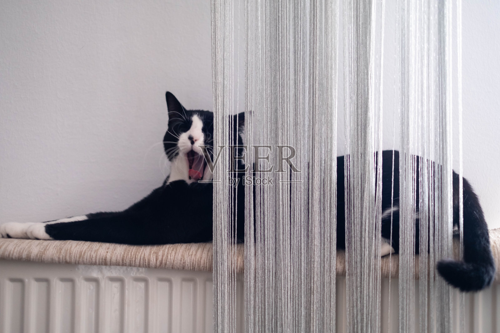 那只黑白相间的猫躺在家里的暖气上照片摄影图片