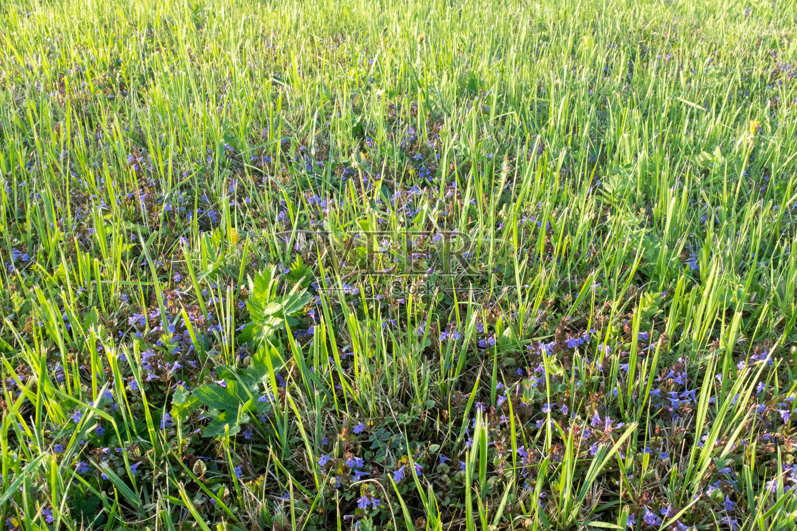 田野修剪过的绿草和蓝色的花,特写。背景从修剪草坪张贴,屏幕保护程序,墙纸,明信片,海报,横幅,封面,网站,复制空间为您的设计或文字照片摄影图片
