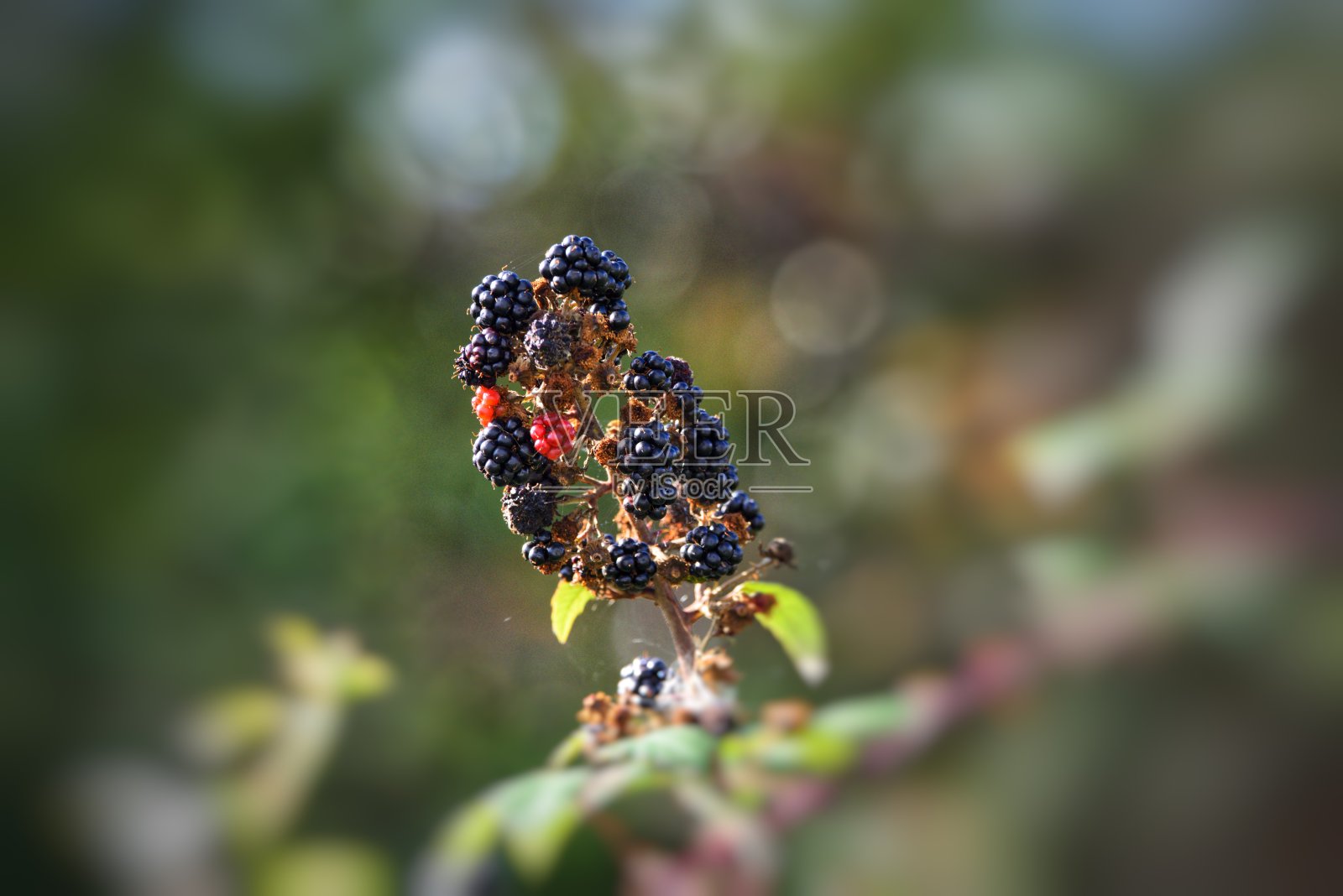 黑莓照片摄影图片