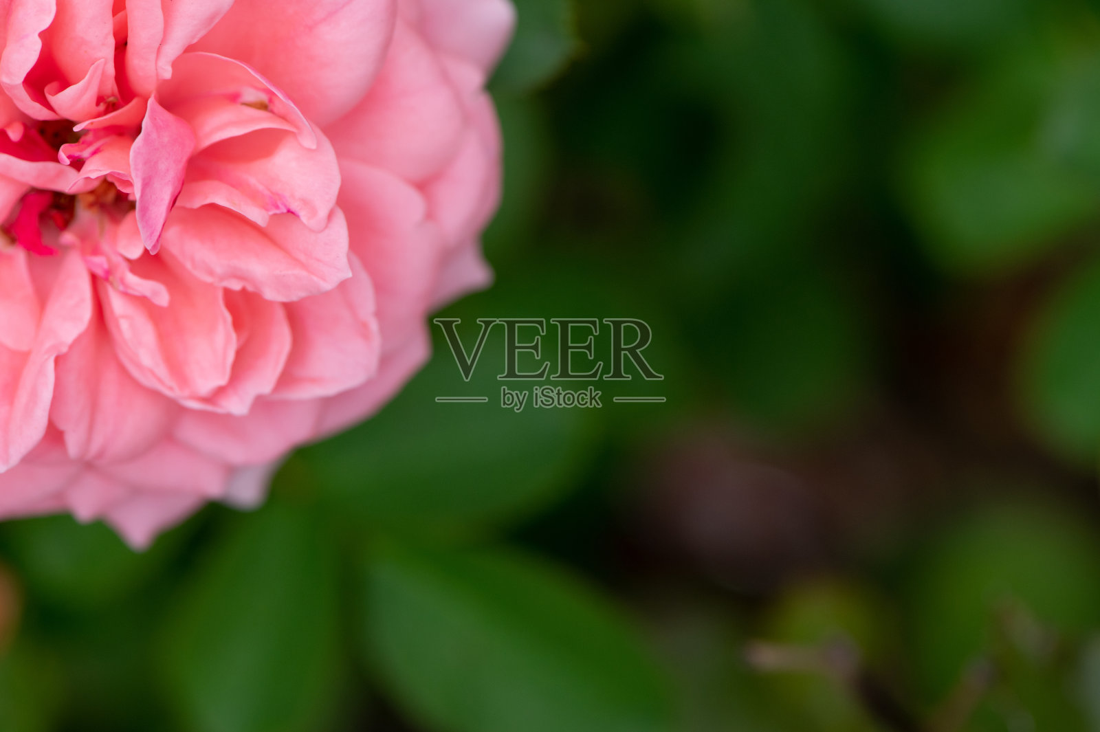 玫瑰花园照片摄影图片