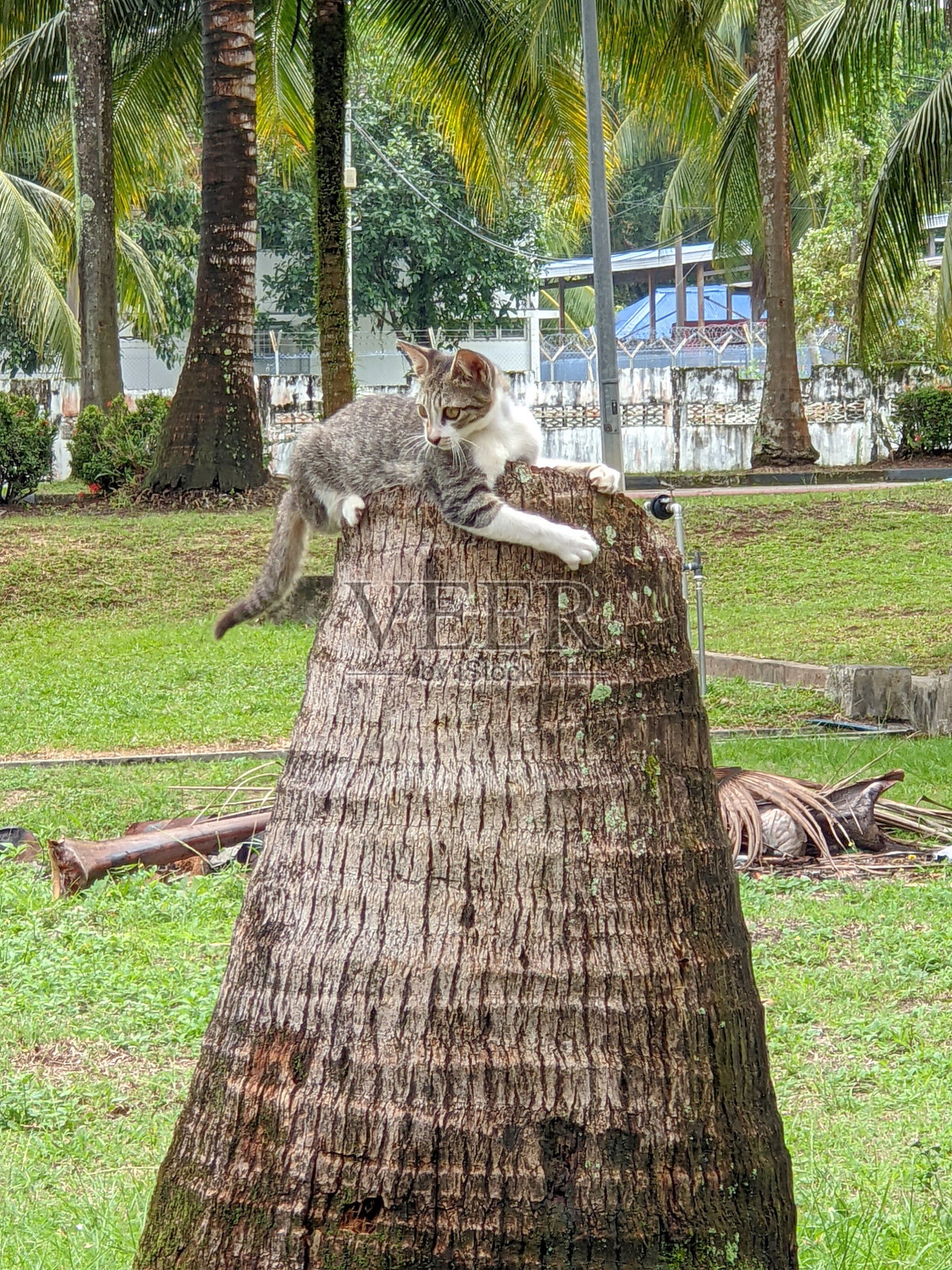 一只独自玩耍的流浪猫。照片摄影图片