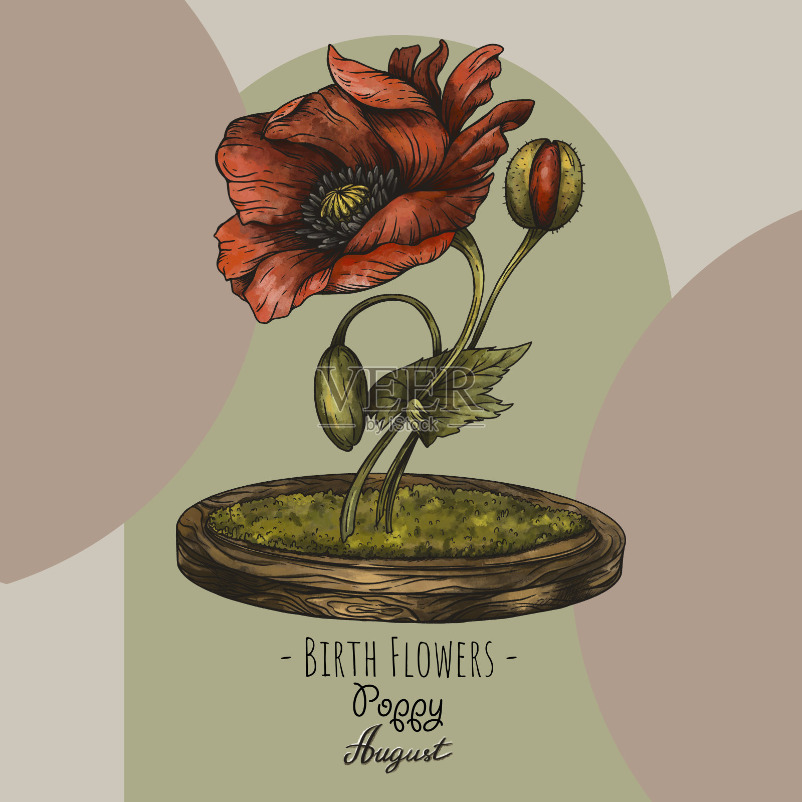 复古手绘出生月花,罂粟花,八月魔法花插画插画图片素材