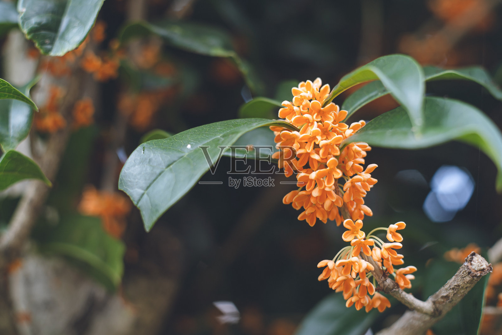 在日本的秋天,10月左右就开始开花的金猫桂花。照片摄影图片