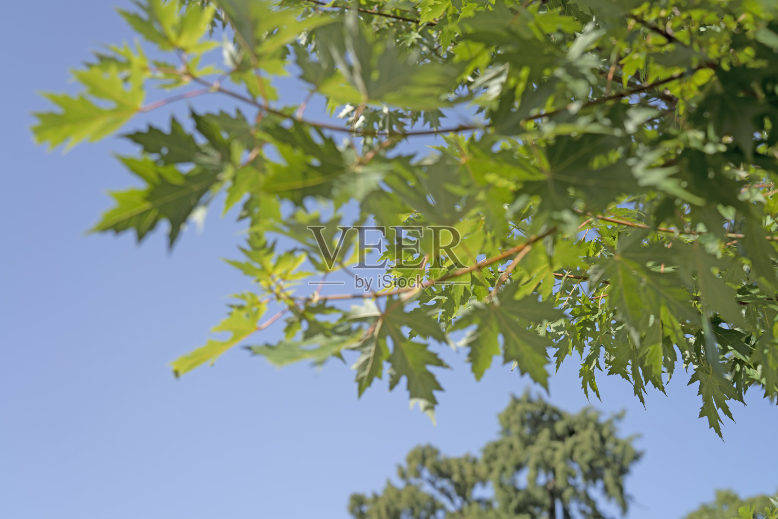 绿色枫叶和蓝色天空为背景的离焦照片摄影图片