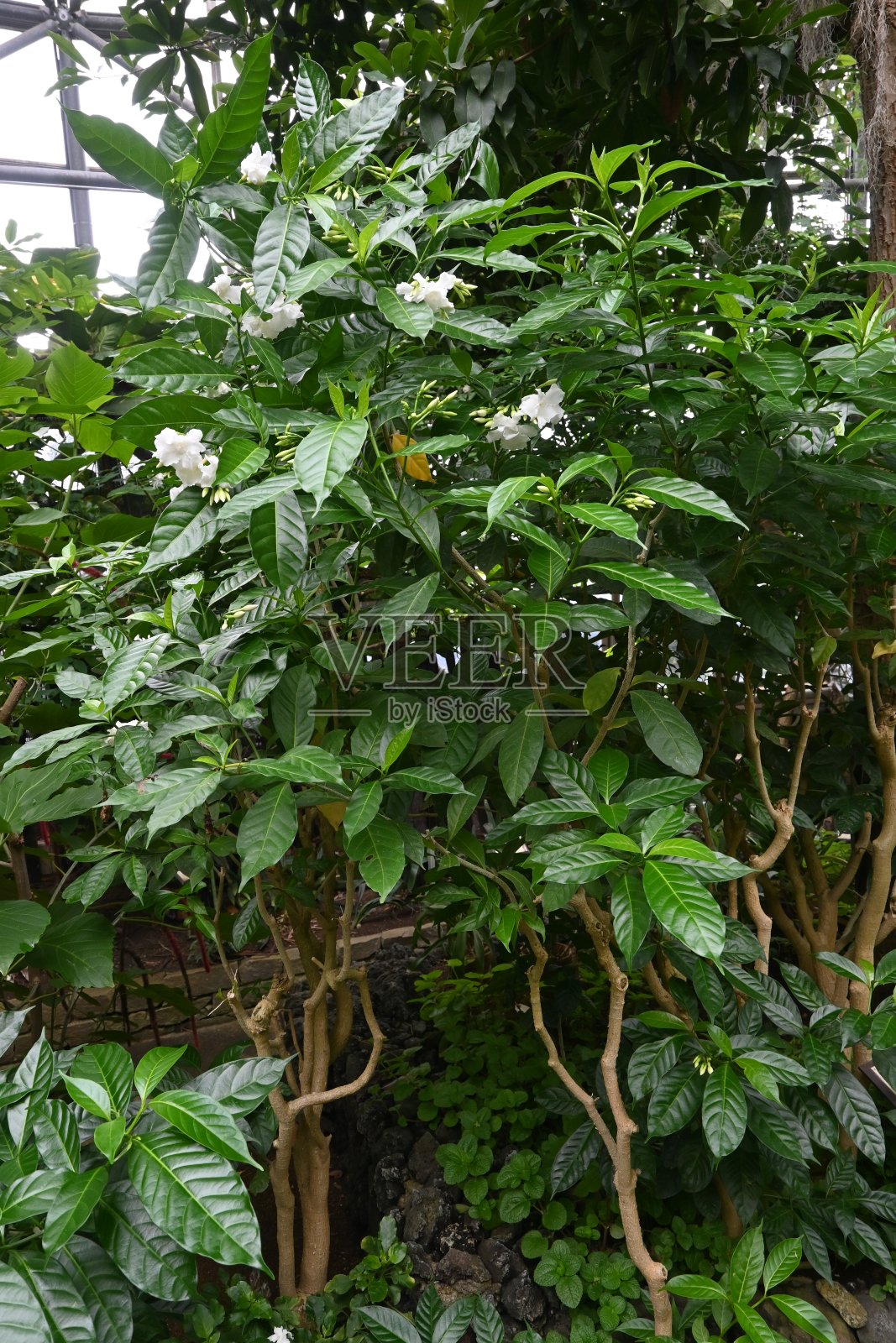 花。照片摄影图片