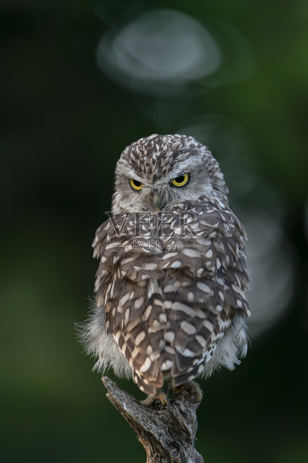 可爱的穴居猫头鹰(雅典娜)坐在树枝上。照片摄影图片