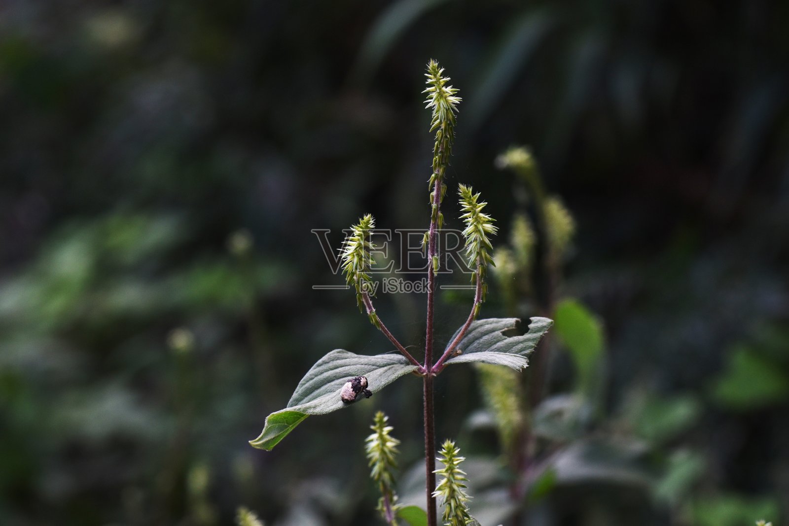 猪膝(牛膝属)。照片摄影图片