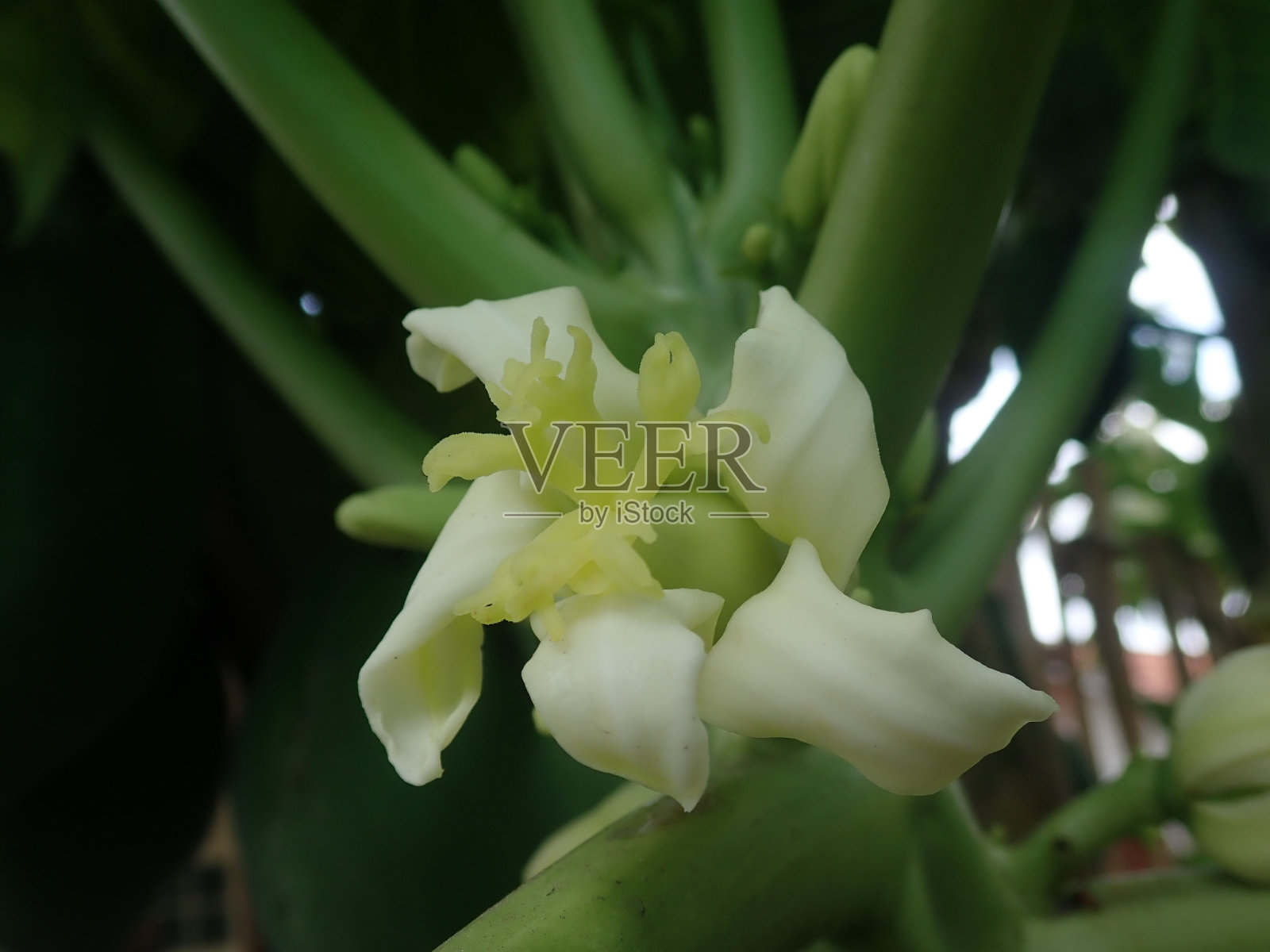 雌花木瓜到幼龄木瓜果。照片摄影图片