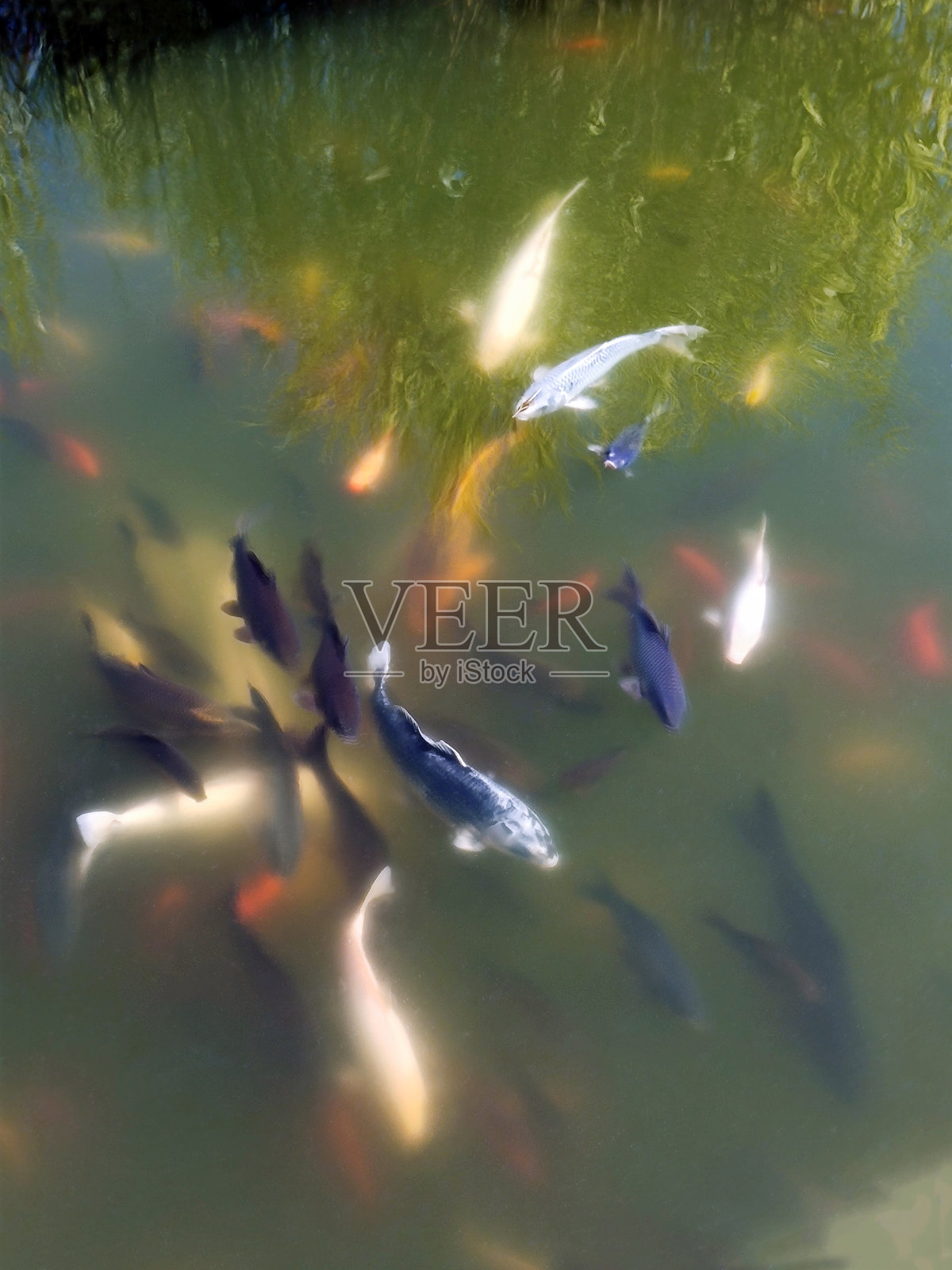 不同颜色和大小的装饰性鱼在浑浊的湖水中游泳照片摄影图片