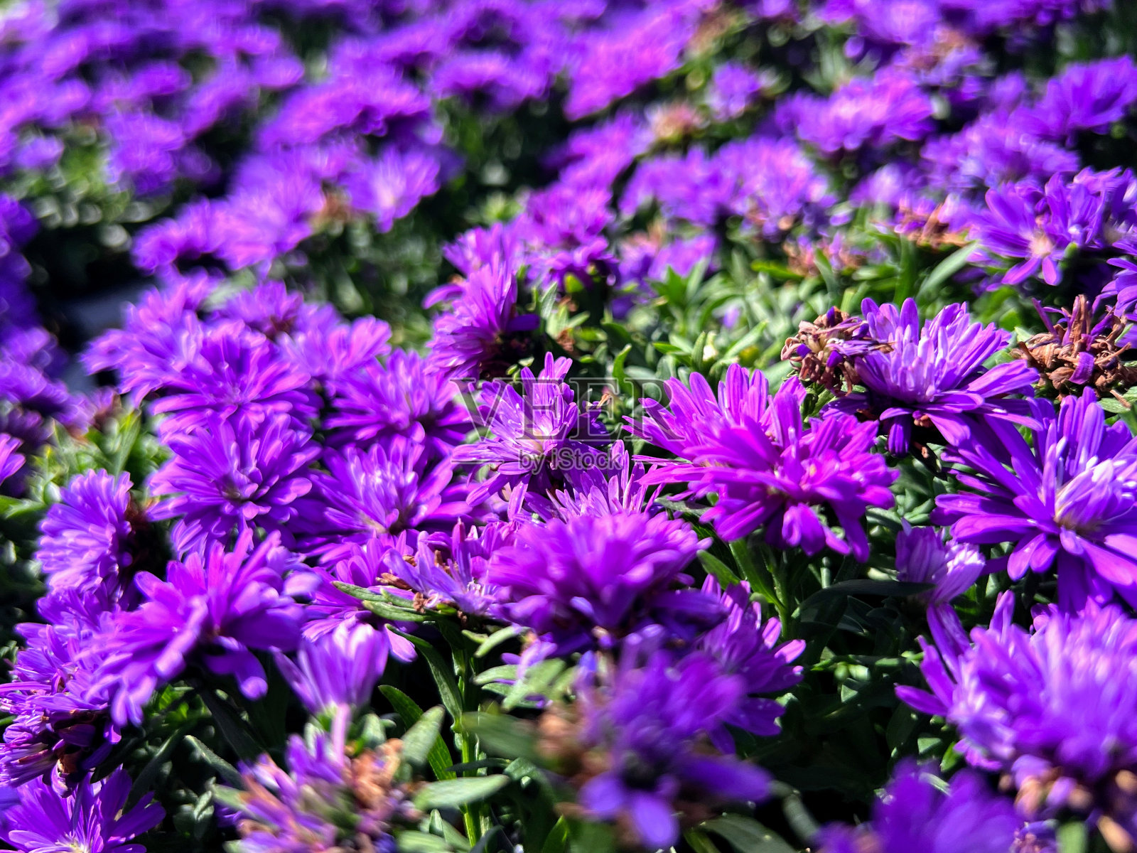 花照片摄影图片