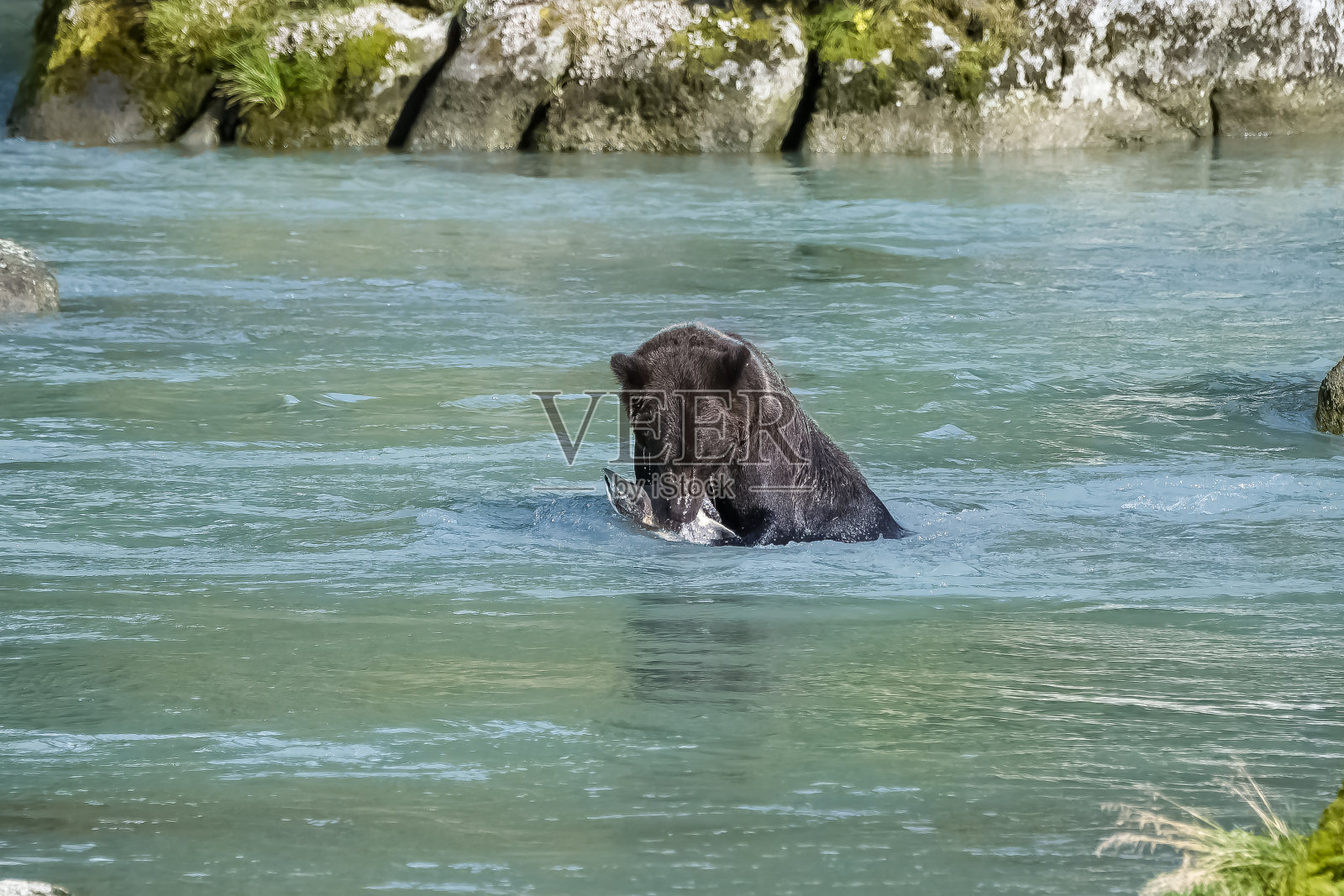 一只灰熊在钓鲑鱼照片摄影图片