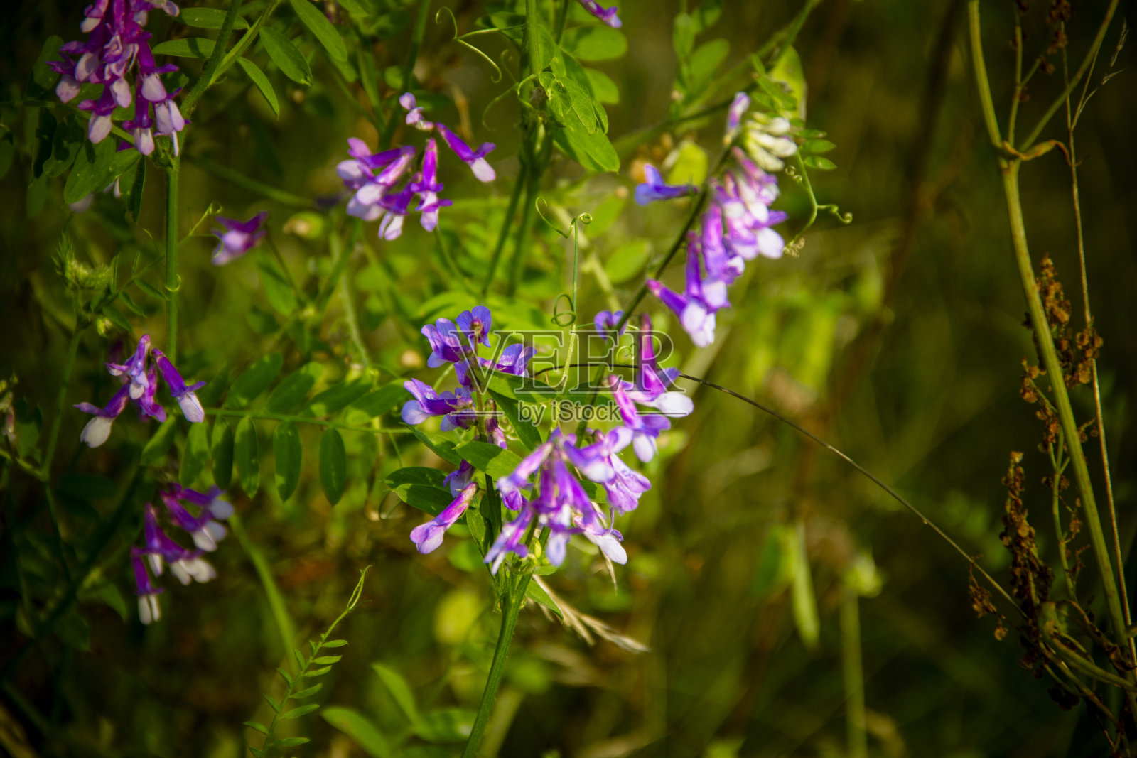 春夏季节生长在田野里的野花照片摄影图片