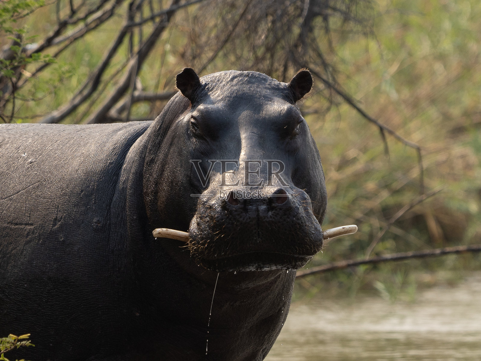 河马特写照片摄影图片