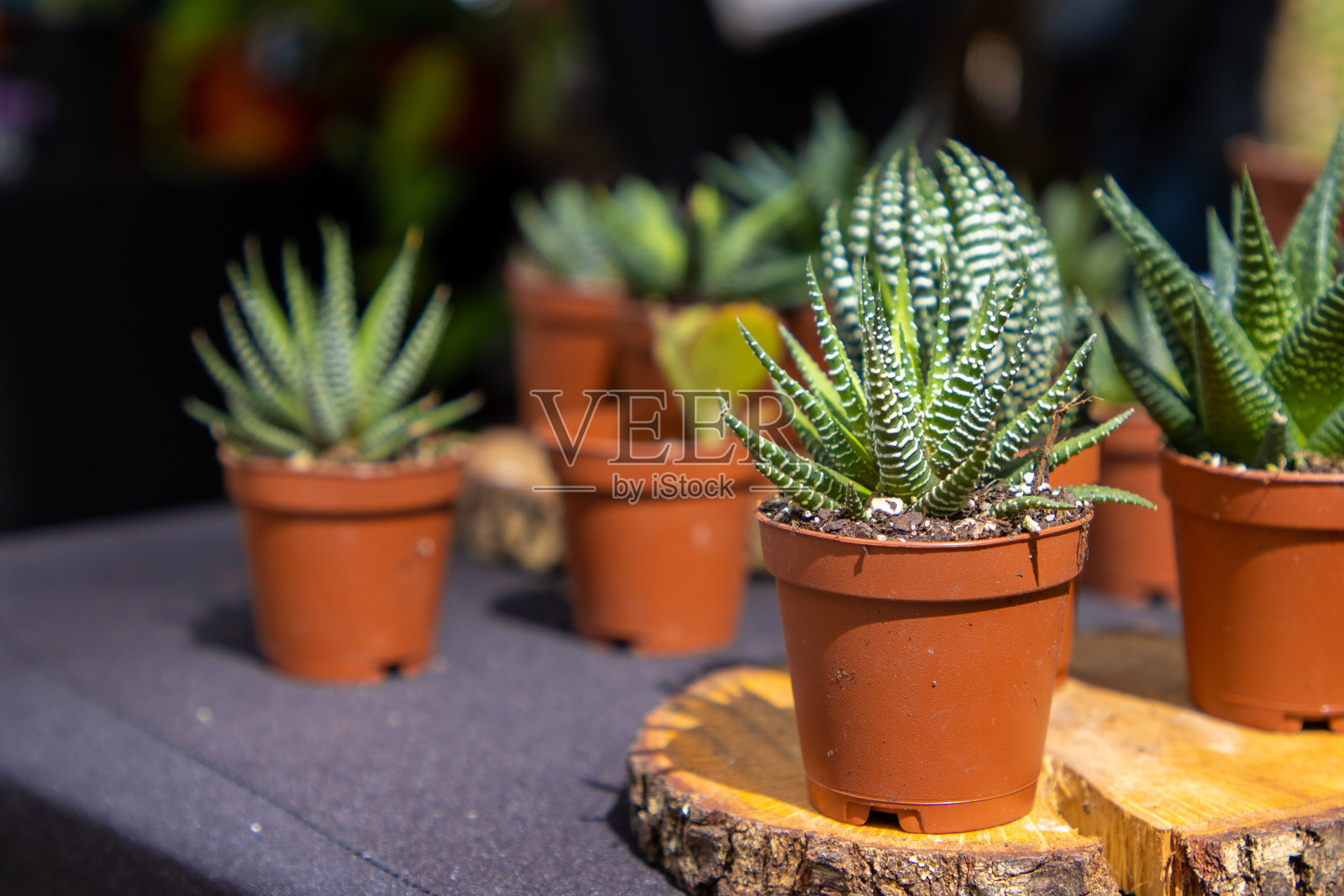 小花盆里的斑马仙人掌照片摄影图片