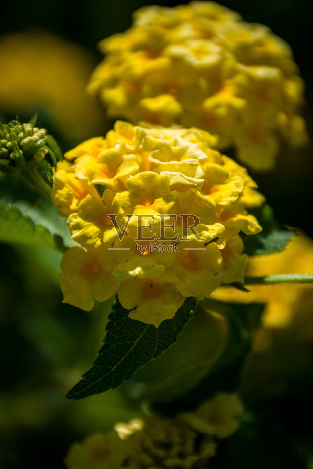 黄色花朵照片摄影图片