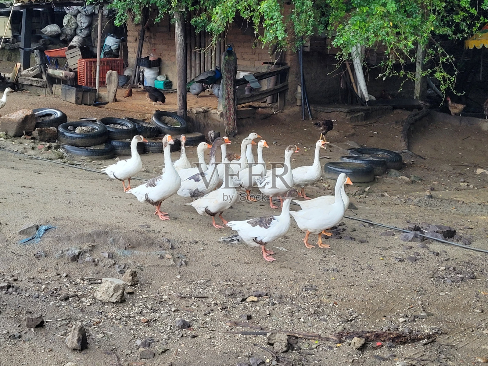 一群鸭子在牧场上走到一边。的房子照片摄影图片