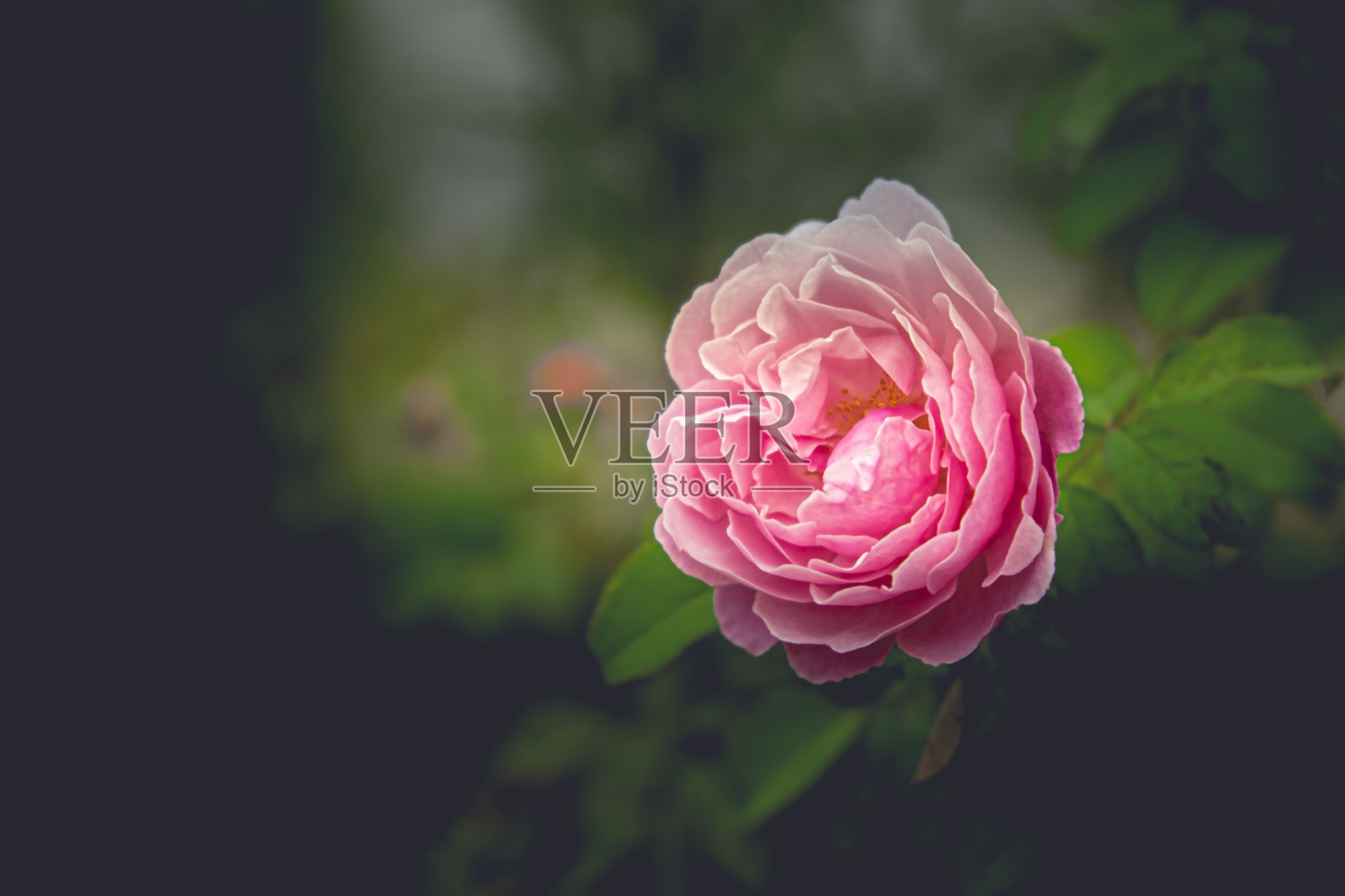 深绿色背景上的粉红玫瑰特写。照片摄影图片