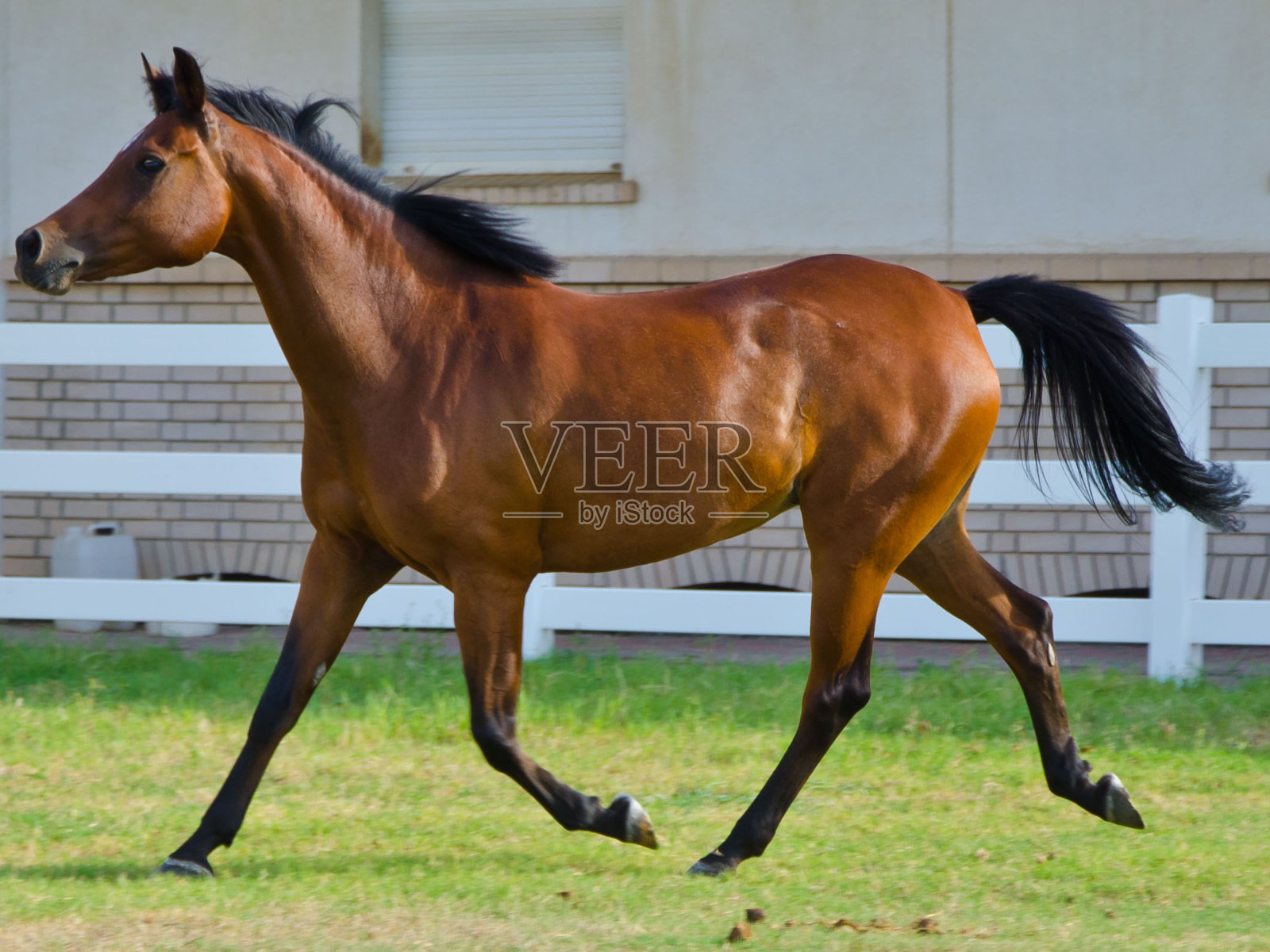 美丽的阿拉伯马照片摄影图片