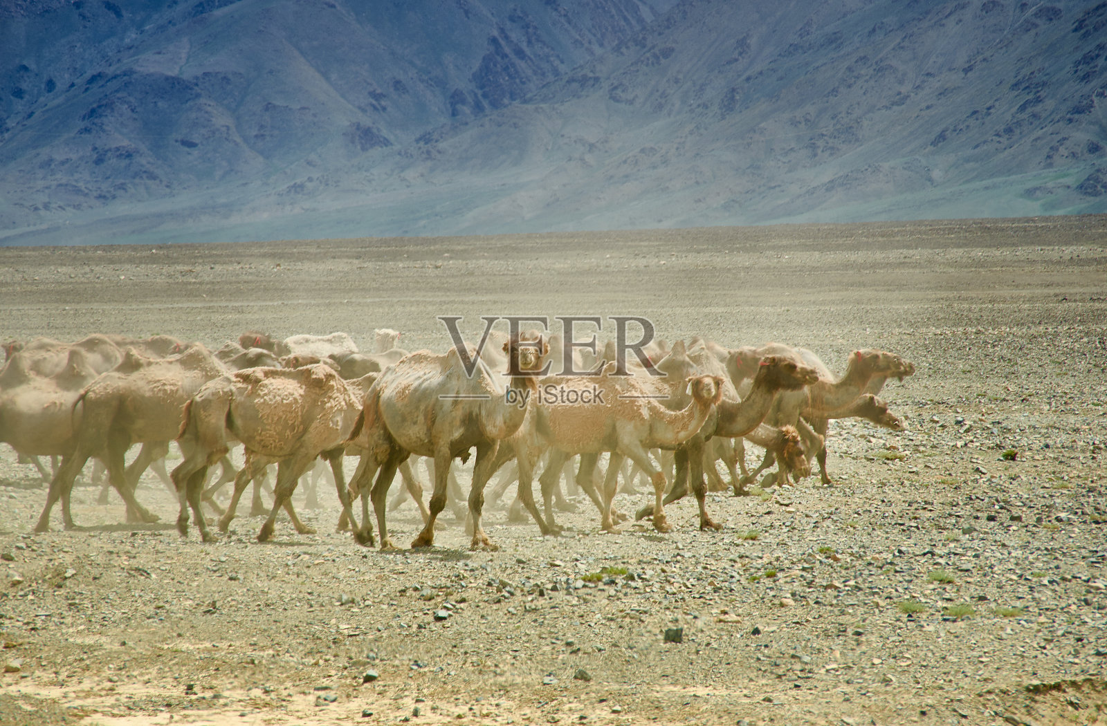 双峰驼或双峰驼照片摄影图片