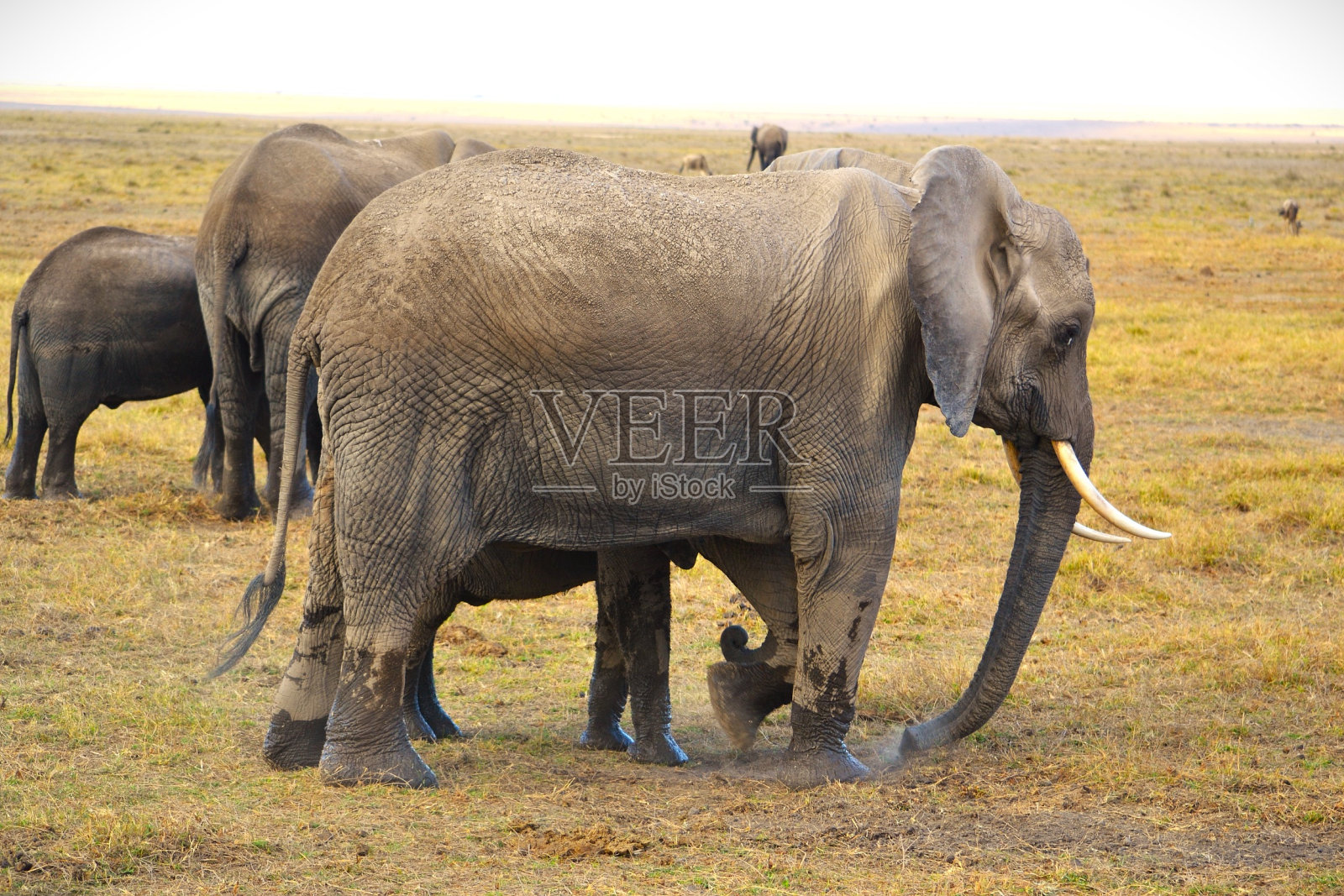 大象的家族照片摄影图片
