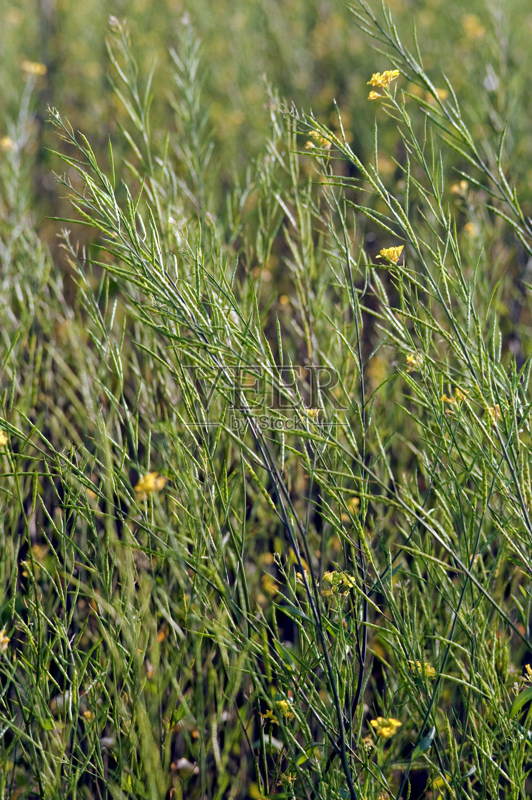 油菜田或黑芥田照片摄影图片